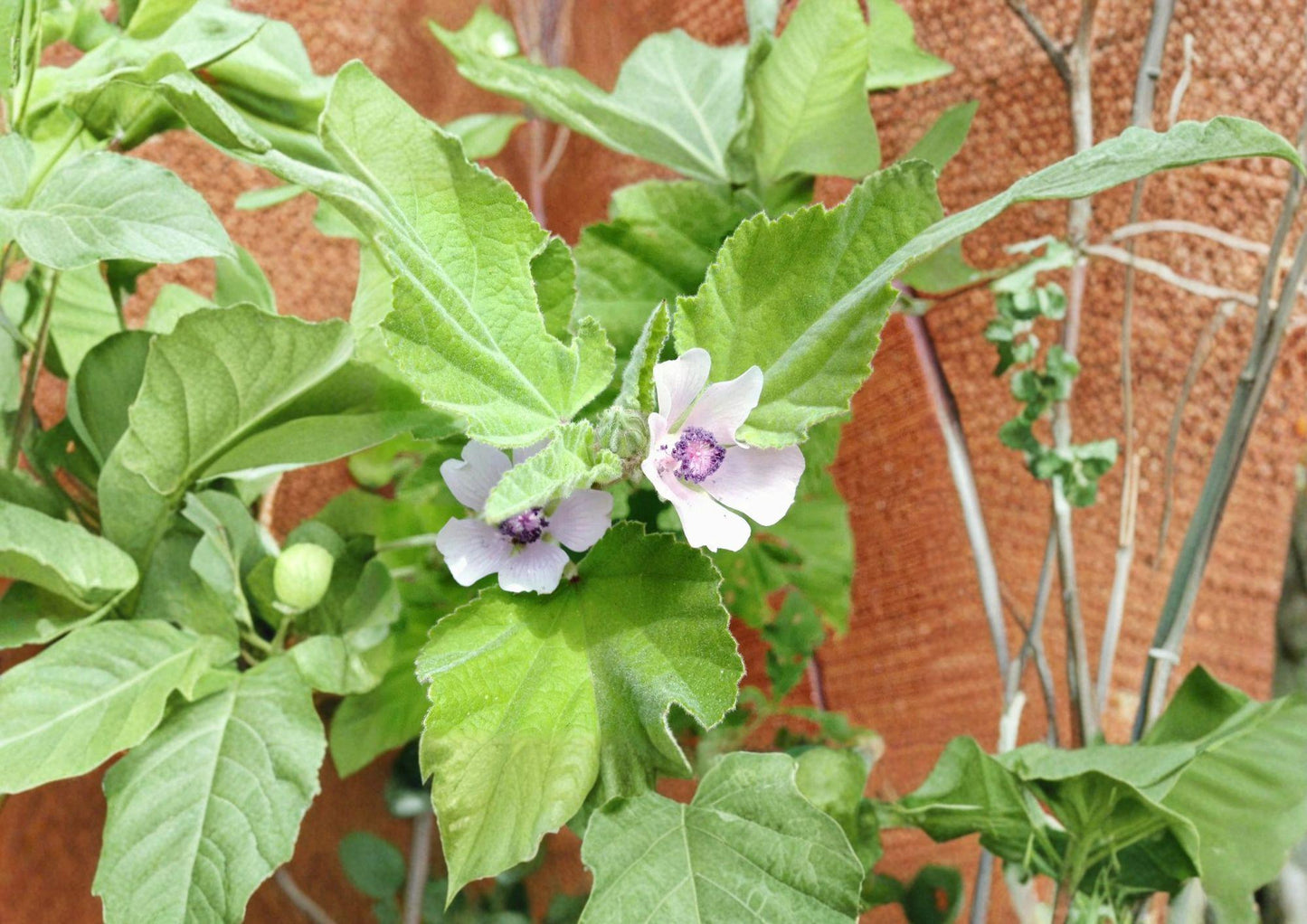 Marshmallow Seeds, Heirloom Non-GMO, Medicinal Herb, Althea officinalis, Perennial Flower, Pollinator Friendly, Herbal Garden Plant