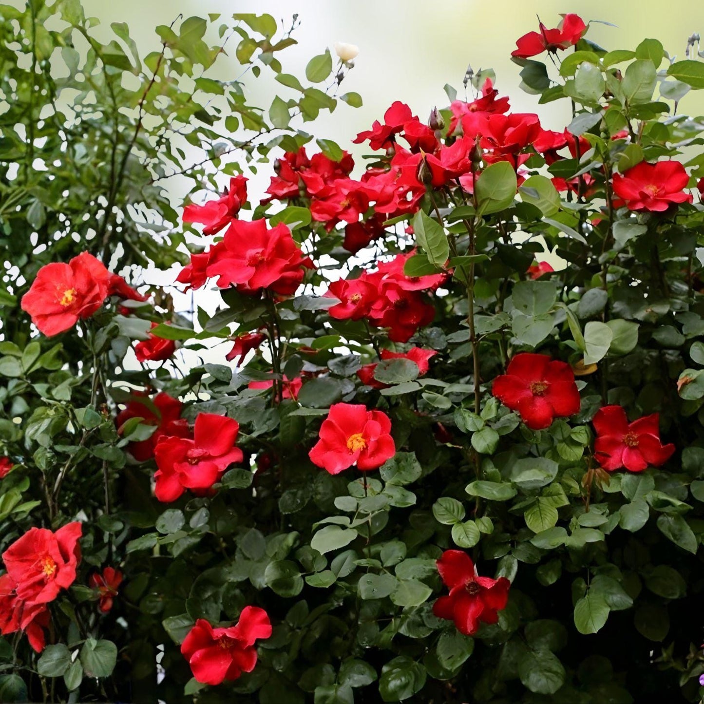 Wild Red Climbing Rose Bare Root Plant – Fragrant, Hardy, Fast-Growing Flowering Vine, Rosa
