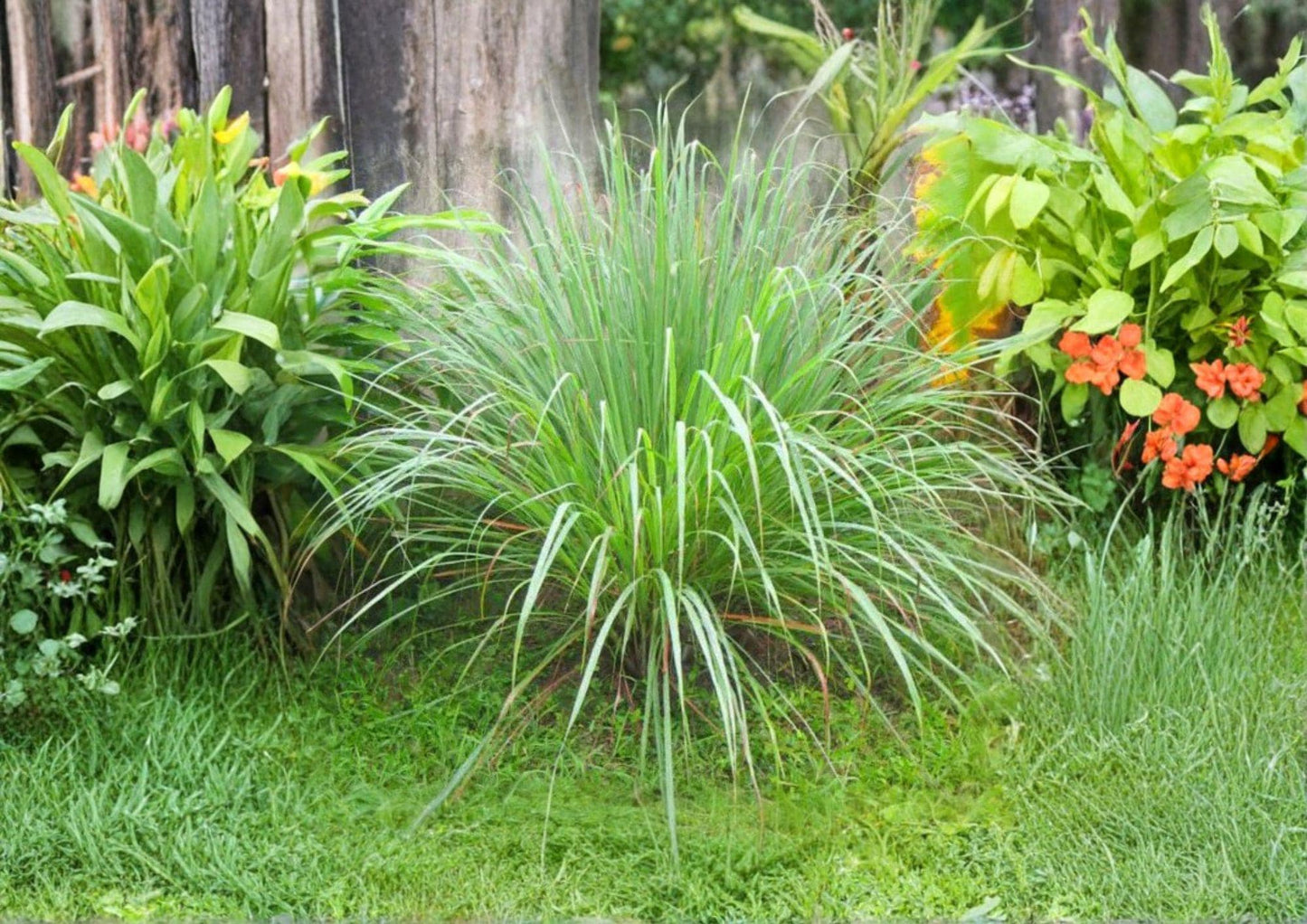 Lemongrass Seeds Cymbopogon Citratus Non-GMO Heirloom Culinary Herb for Garden, Pot, or Indoor Growing