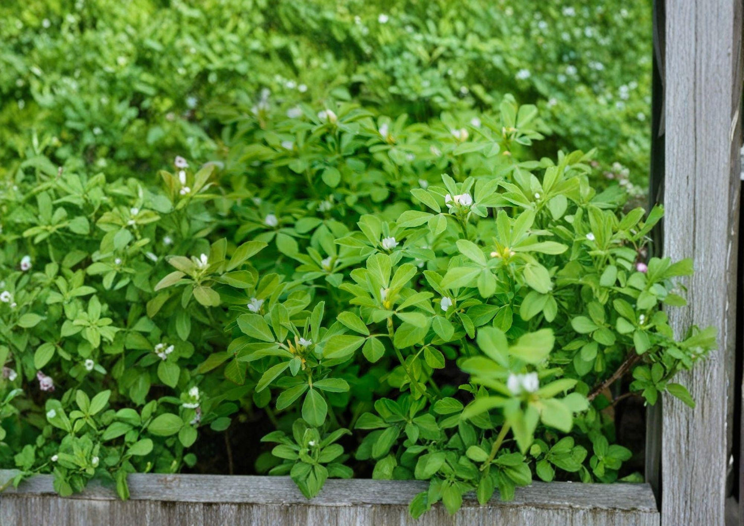 100 Fenugreek Seeds - Trigonella Foenum Graecum Heirloom Non-GMO Culinary & Medicinal Herb Seeds for Gardening, Spices, Greens