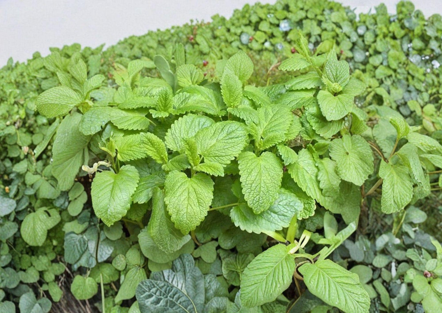 Lemon Balm Seeds, Heirloom Non-GMO, Melissa officinalis, Aromatic Perennial Herb for Tea, Culinary & Medicinal Gardens