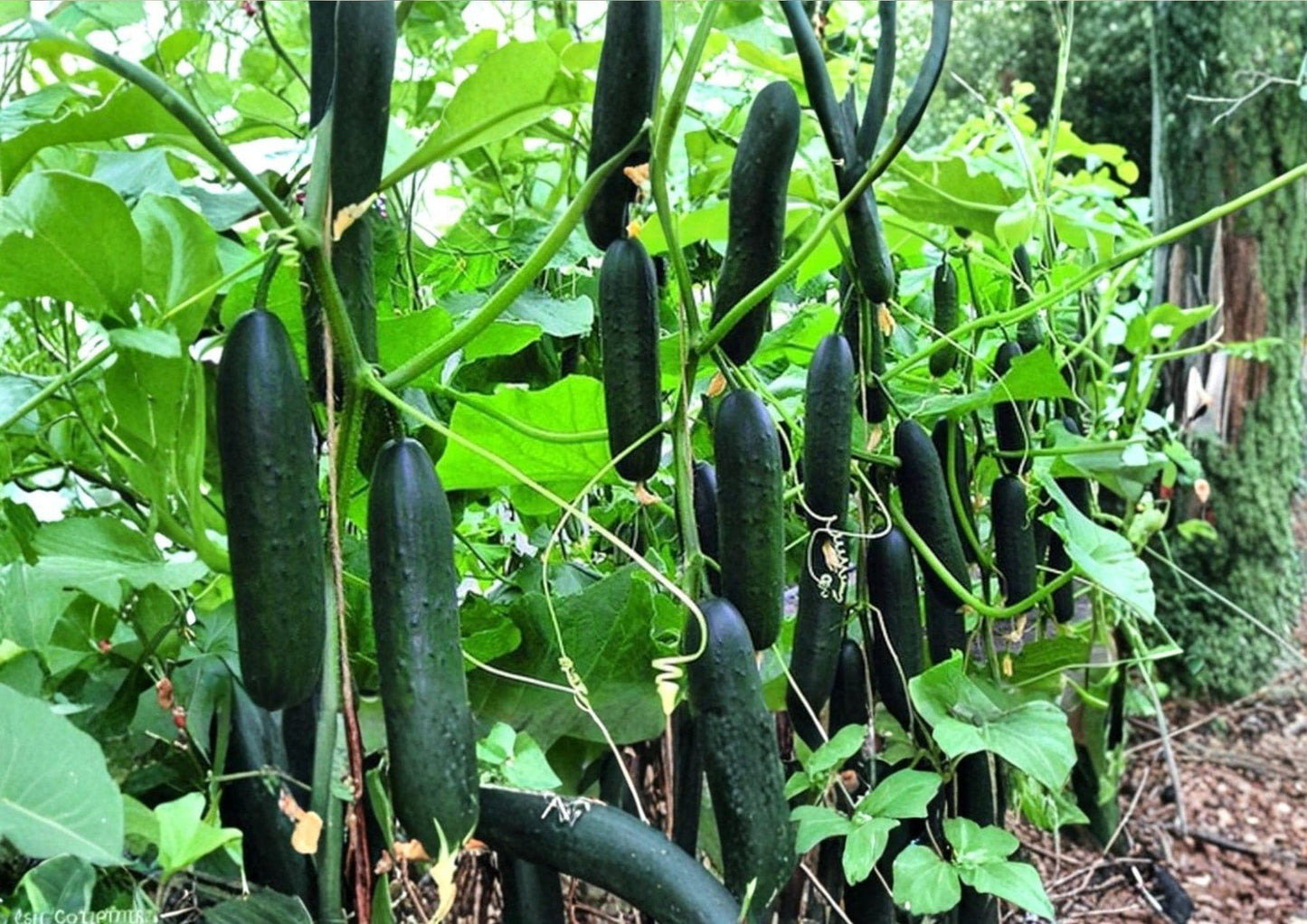 50+ Marketer Cucumber Seeds, Heirloom Non-GMO Vegetable Seeds for Slicing & Pickling, High-Yield Garden Planting, Cucumis sativus