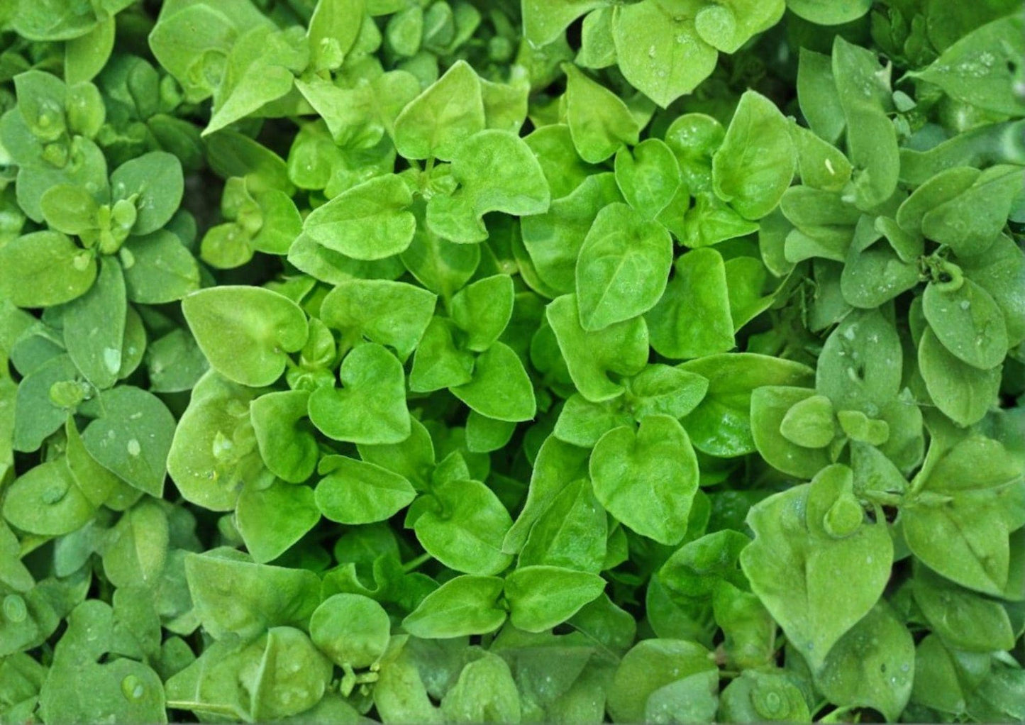 Watercress Seeds, Heirloom Non-GMO Nasturtium officinale, Aquatic Herb, Peppery Green, Garden Planting Seeds