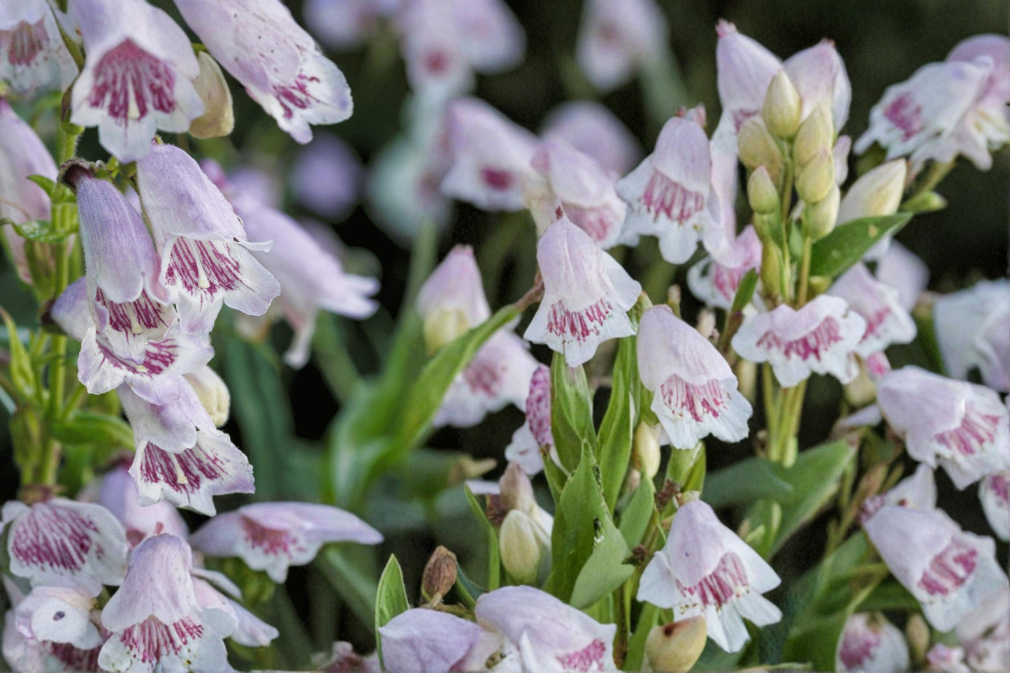Foxglove Beardtongue Seeds – Penstemon digitalis, Perennial Wildflower, White Tubular Flowers, Native Pollinator Plant, Garden Border Seed