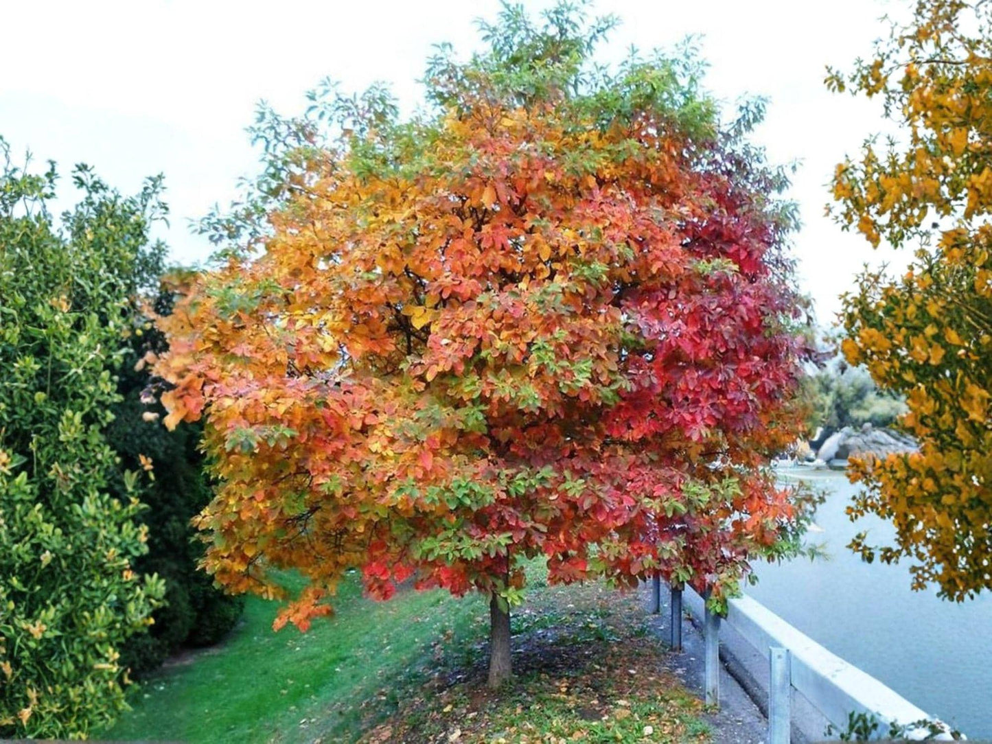 Sassafras albidum Bare Root Trees – Native Deciduous Shade Wildlife Garden Plants, 2 Pack