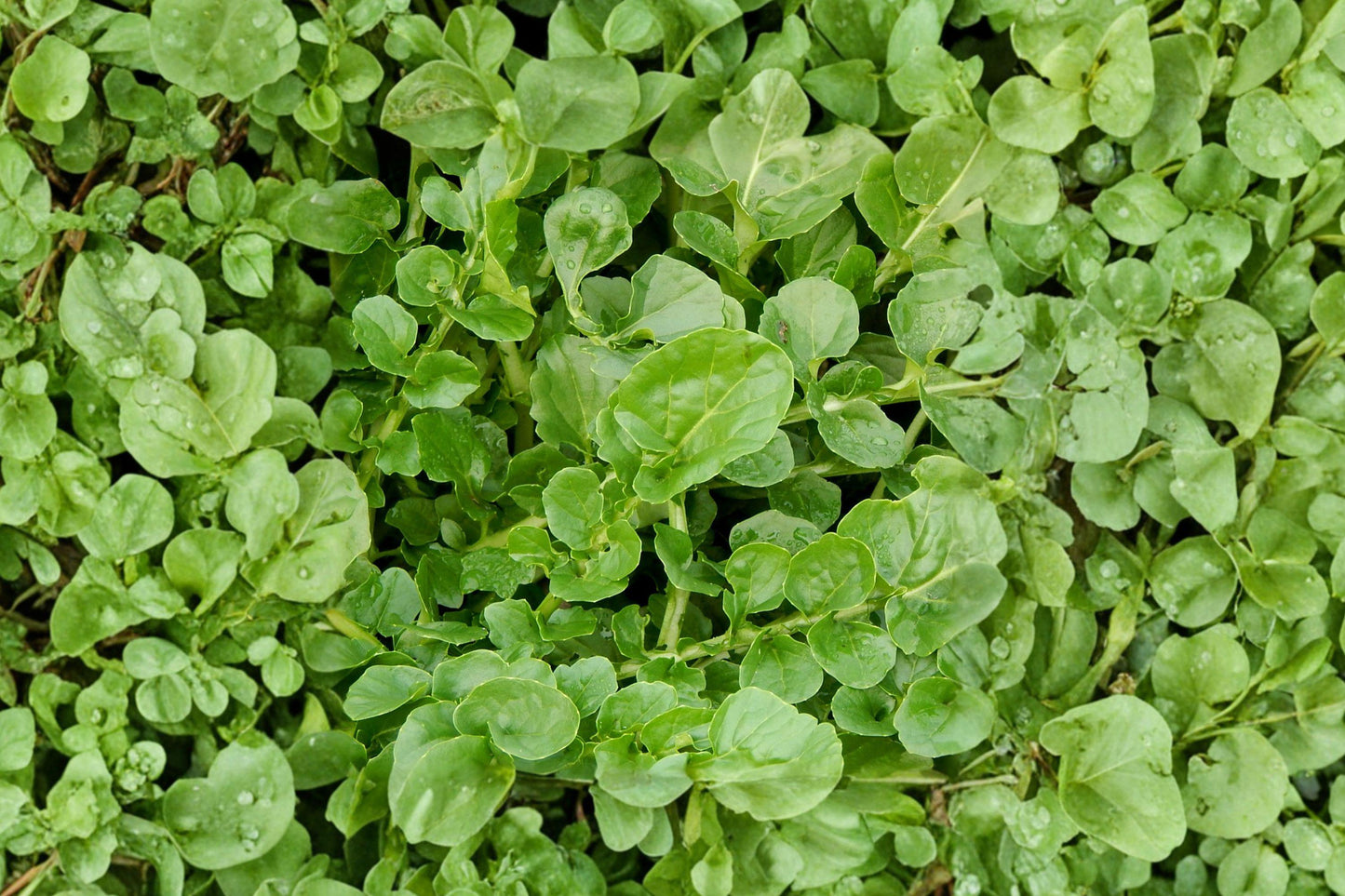 Organic Watercress Seeds - True Heirloom Aquatic Herb for Salad and Garnish, 300+ Non-GMO Seeds