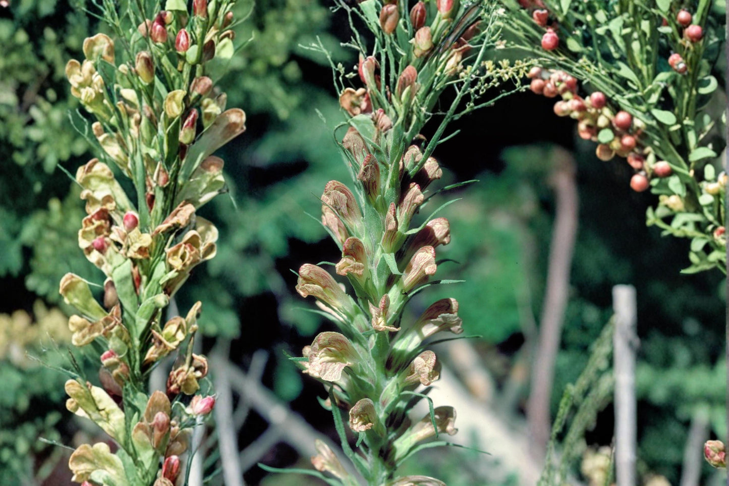 Giant Lousewort Seeds – Pedicularis procera – Perennial Wildflower with Pale Yellow to Cream Flower Spikes