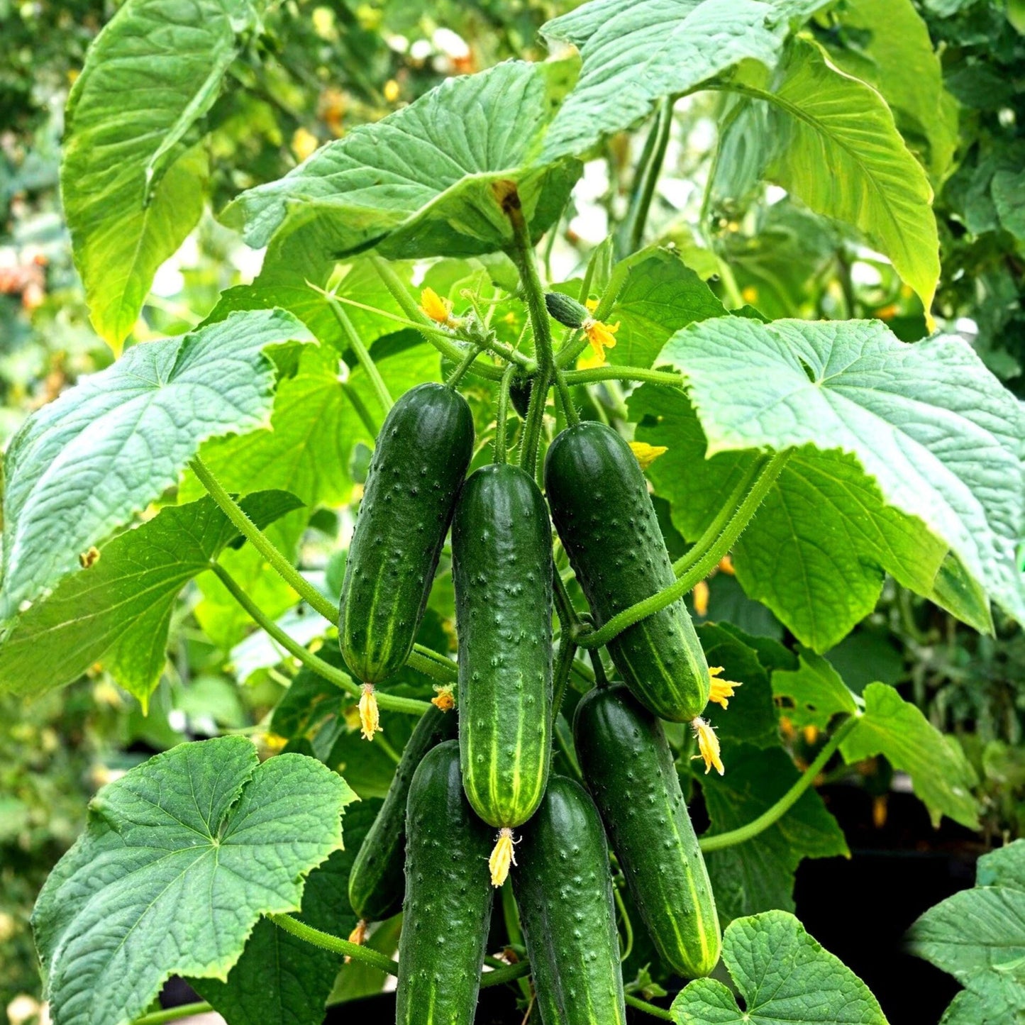 Beit Alpha Cucumber Seeds, Heirloom, Burpless, Parthenocarpic, Cucumis sativus, 200 Seeds