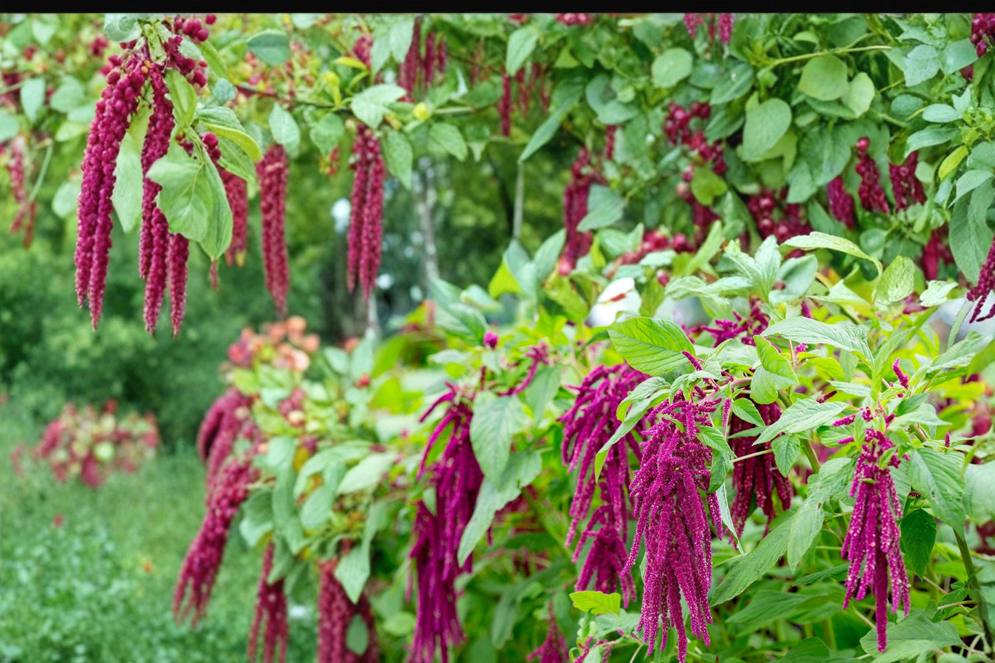 Love Lies Bleeding Seeds – Amaranthus caudatus – Deep Red Cascading Flower Tassels, Annual Garden Plant