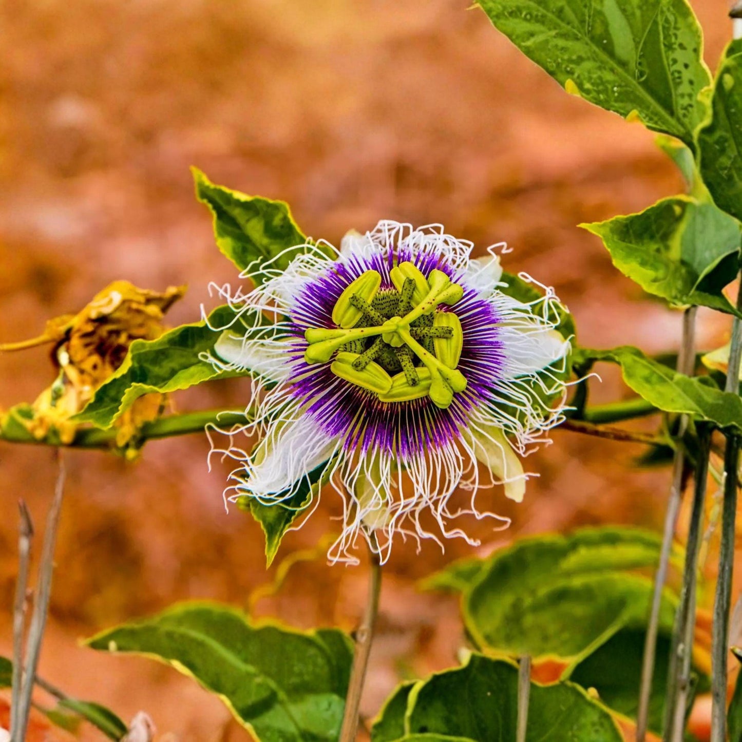 Passiflora edulis Seeds – Purple Granadilla Passion Fruit Vine, Tropical Climbing Plant, Edible Fruit, Full Sun, 10 Seeds