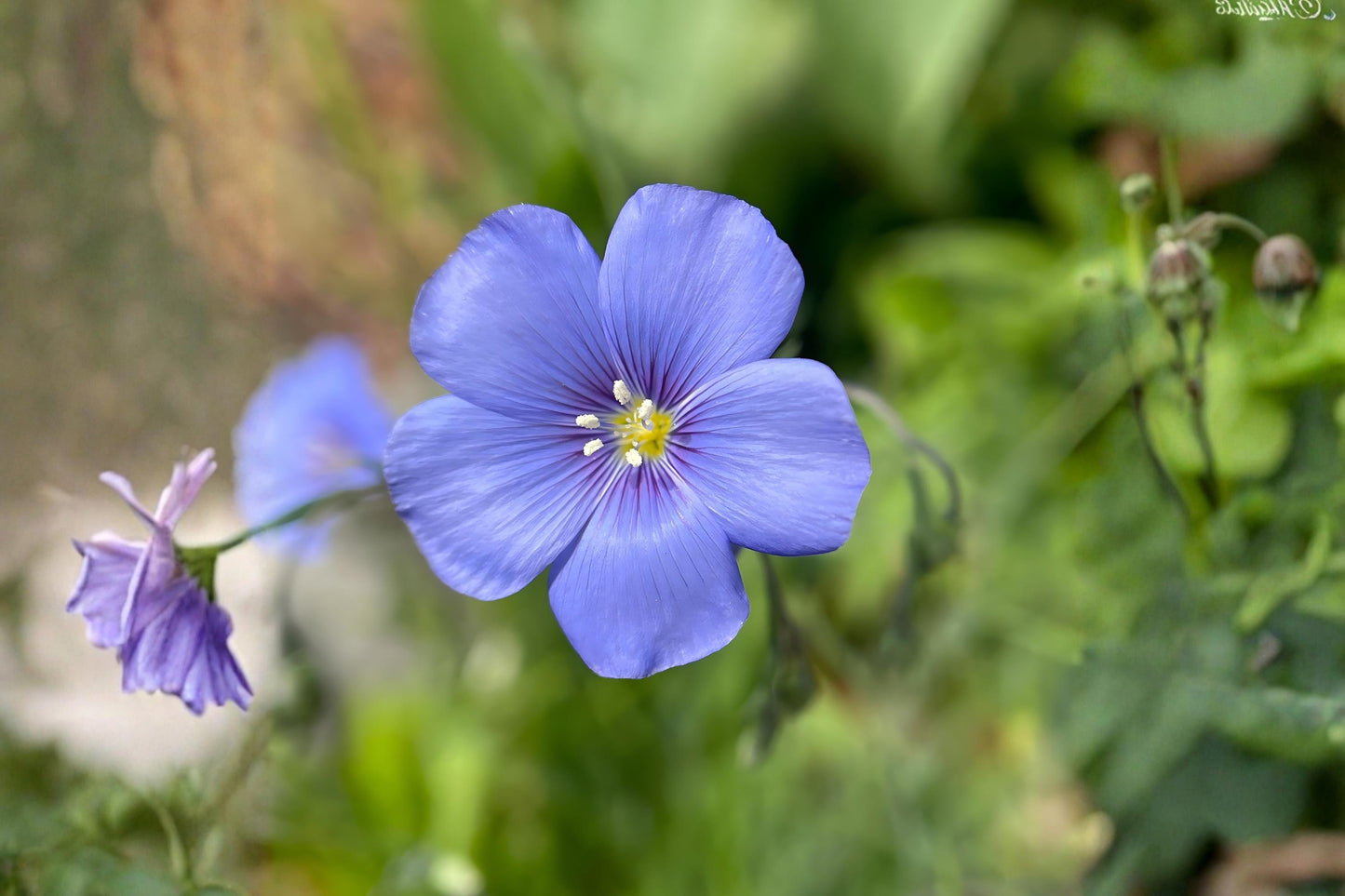 Blue Flax Seeds (Linum perenne) – 100 Premium Drought-Tolerant Perennial for Wildflower Gardens & Pollinator Borders