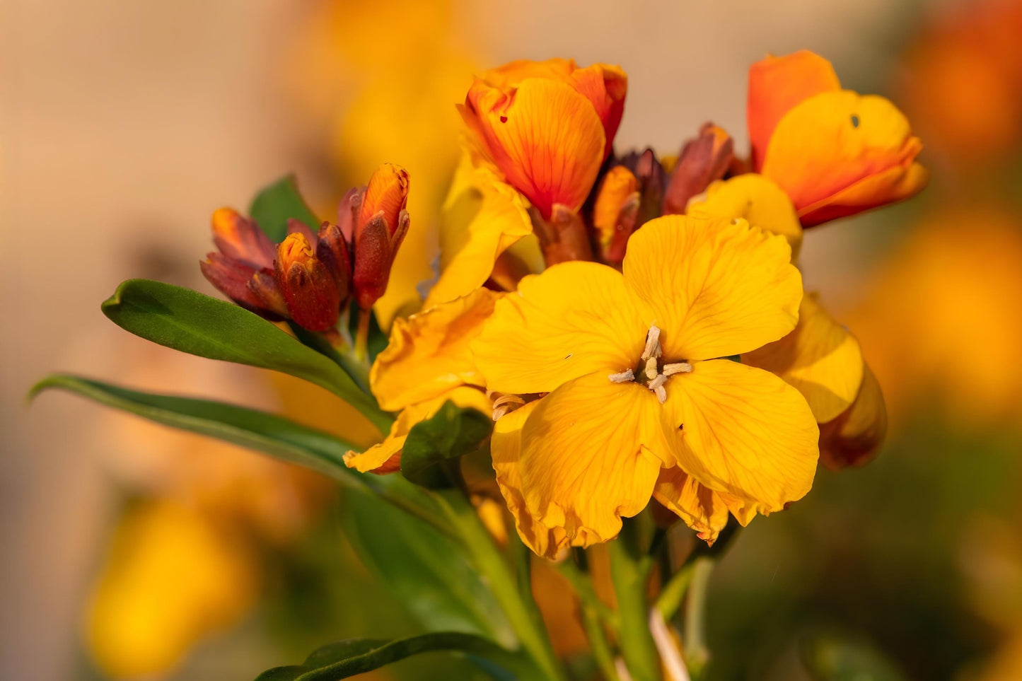 Siberian Wallflower Seeds 100 Cheiranthus allionii Bright Fragrant Orange Blooms for Borders & Rock Gardens