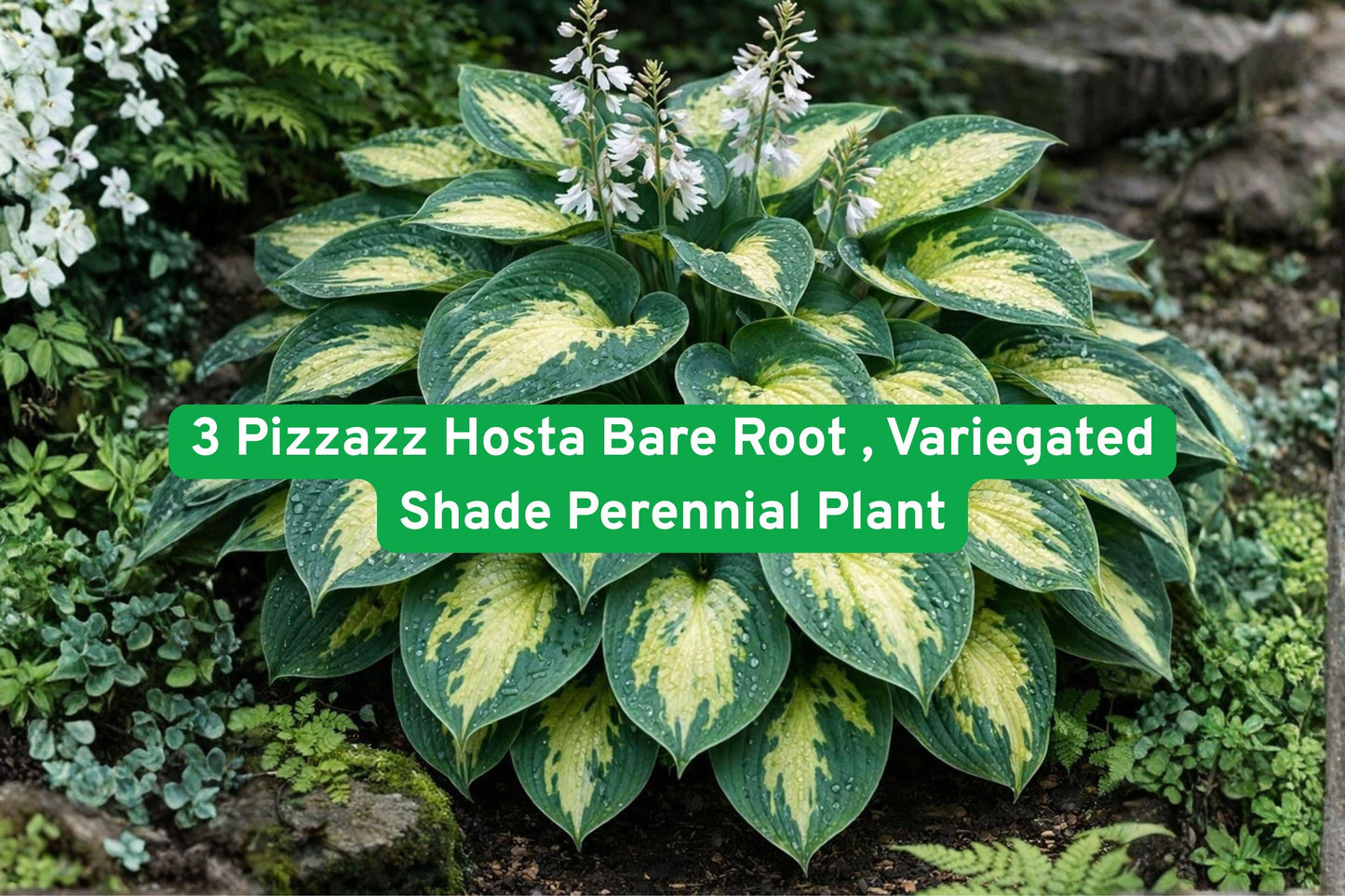 hosta bare root, variegated hosta, shade perennial plant, garden border plant, woodland garden plant, container hosta, summer blooming hosta, low maintenance hosta, lavender flowers plant, green cream foliage, hardy perennial plant, decorative foliage plant, shade garden accent
