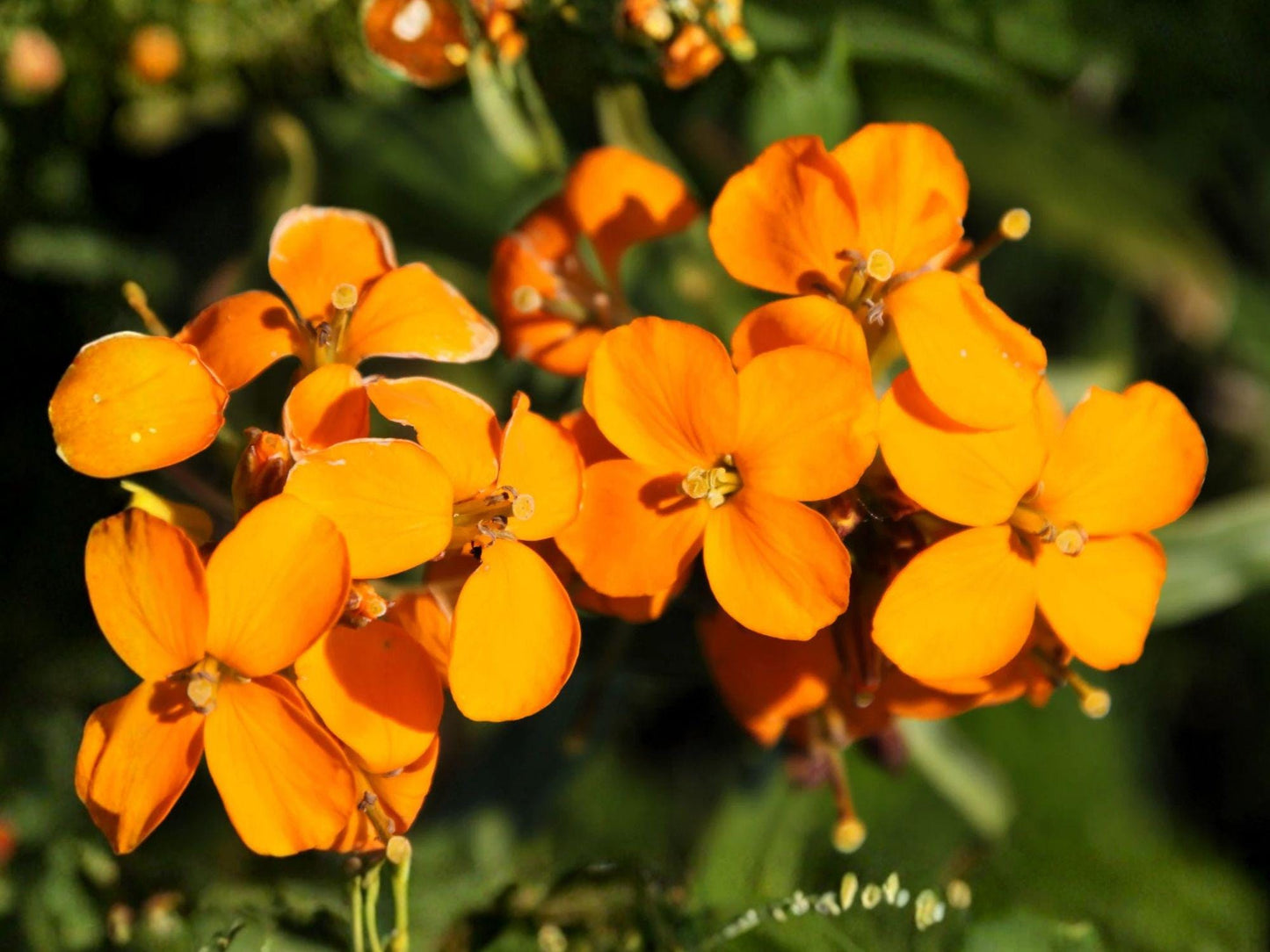 Siberian Wallflower Seeds | Erysimum cheiri Orange Flowers | Garden Border & Container Planting | 100 Seeds