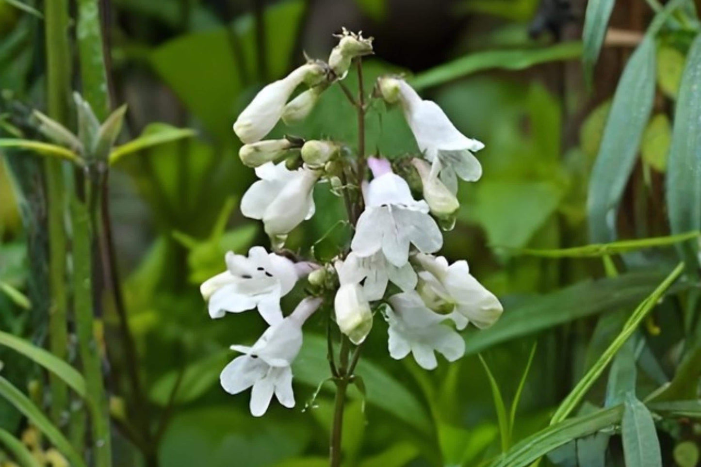 Foxglove Beardtongue Seeds | Penstemon digitalis Native Perennial for Pollinator Gardens, Bees, Butterflies, Hummingbirds