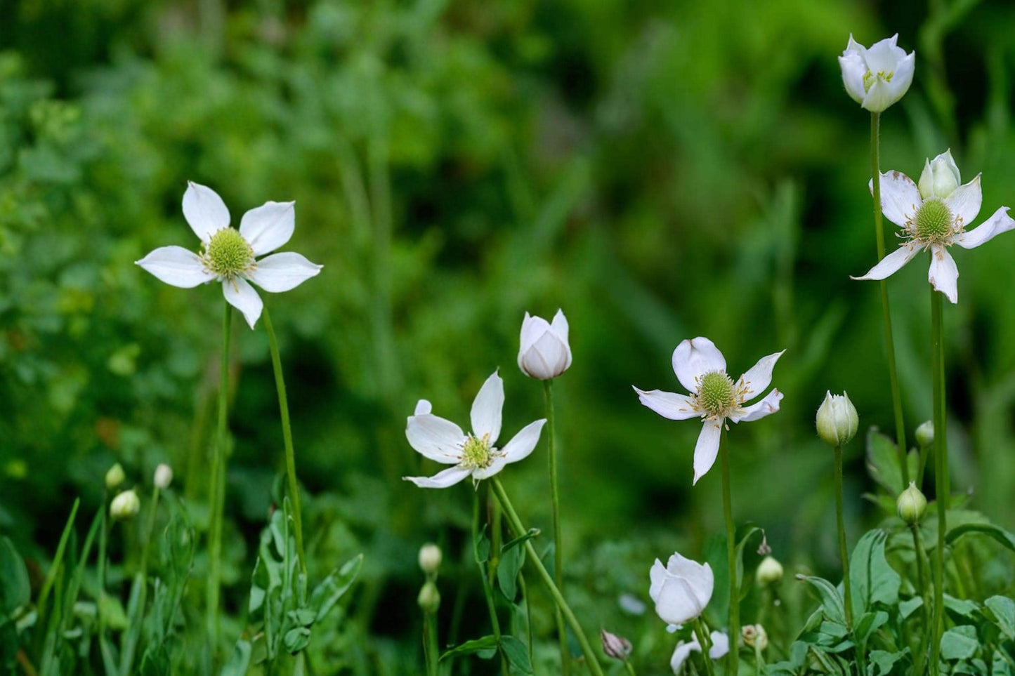Tall Thimbleweed Seeds – Anemone virginiana Native Perennial with White Flowers & Seed Heads, 100 Seeds