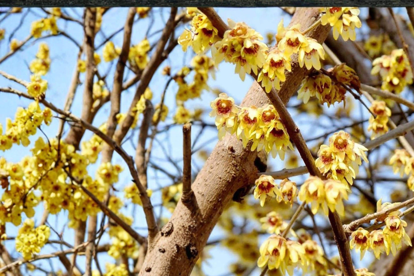 Fragrant Wintersweet Seeds – Chimonanthus praecox – Yellow Waxy Flowers, Deciduous Shrub for Garden Borders and Landscaping