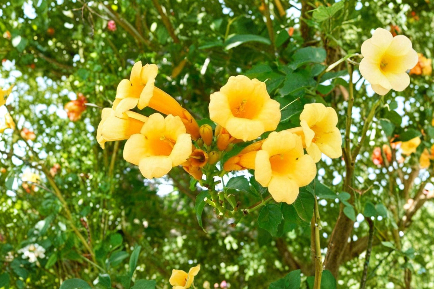 Yellow Trumpet Vine Seeds – Campsis radicans 'Flava' Woody Perennial Climbing Vine with Bright Yellow Tubular Flowers