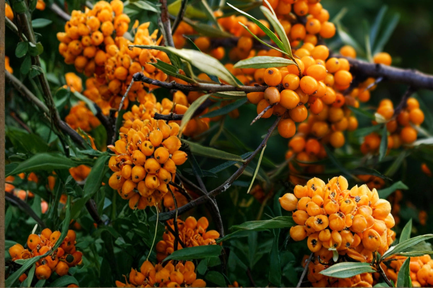 Sea Buckthorn Seeds, Hippophae rhamnoides, Deciduous Shrub, Bright Orange Berries, Coastal & Hedge Plant, Hardy Drought Tolerant