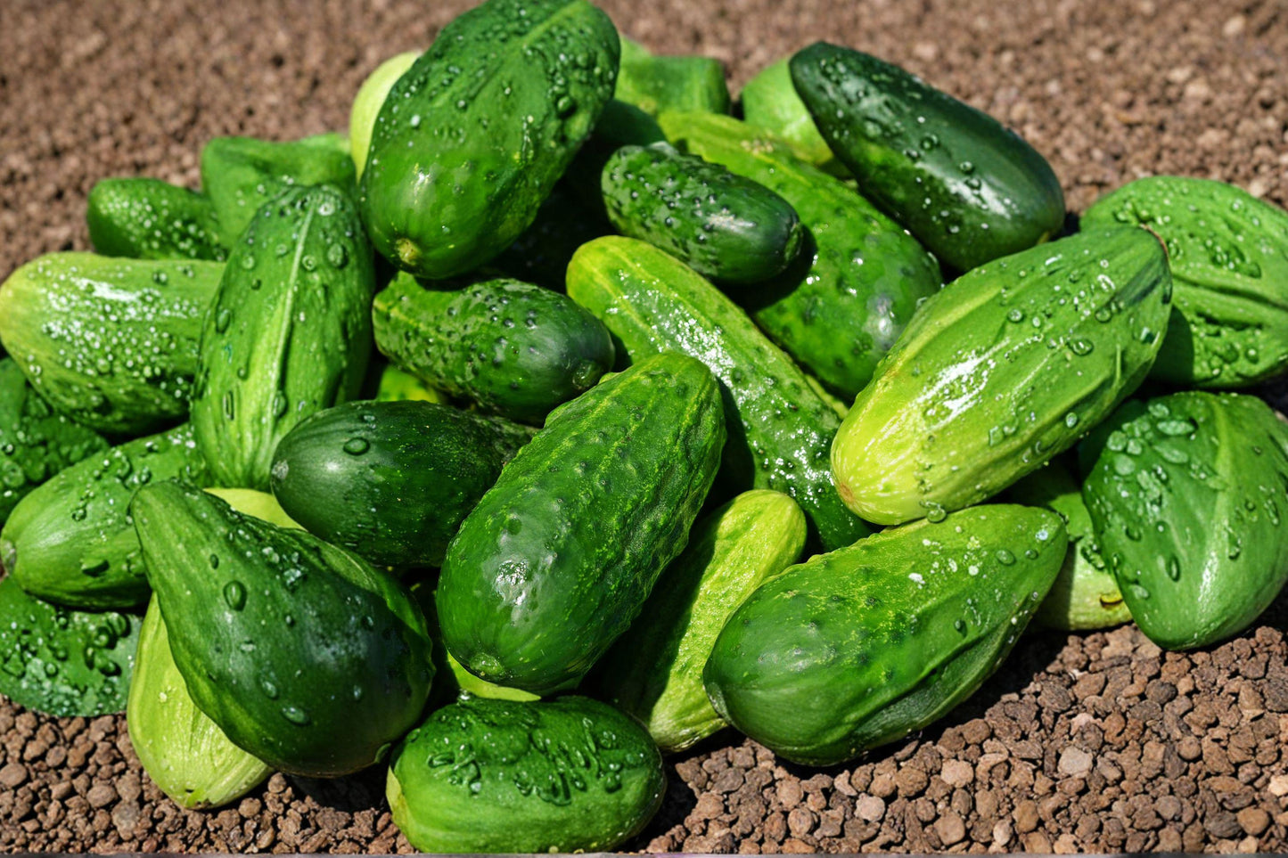 Addis Heirloom Cucumber Seeds – Crisp Slicing, High Yield, Non-GMO Garden Vegetable, Climbing Vine for Fresh Eating