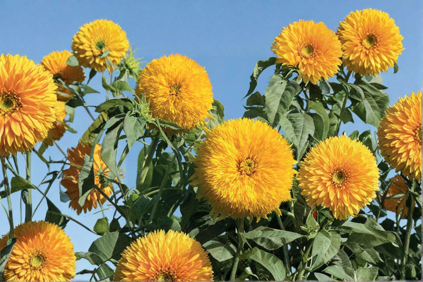 Double Sun Sunflower Seeds - Rare Heirloom, Large Double Blooms, Bright Yellow Flowers, 50+ Seeds