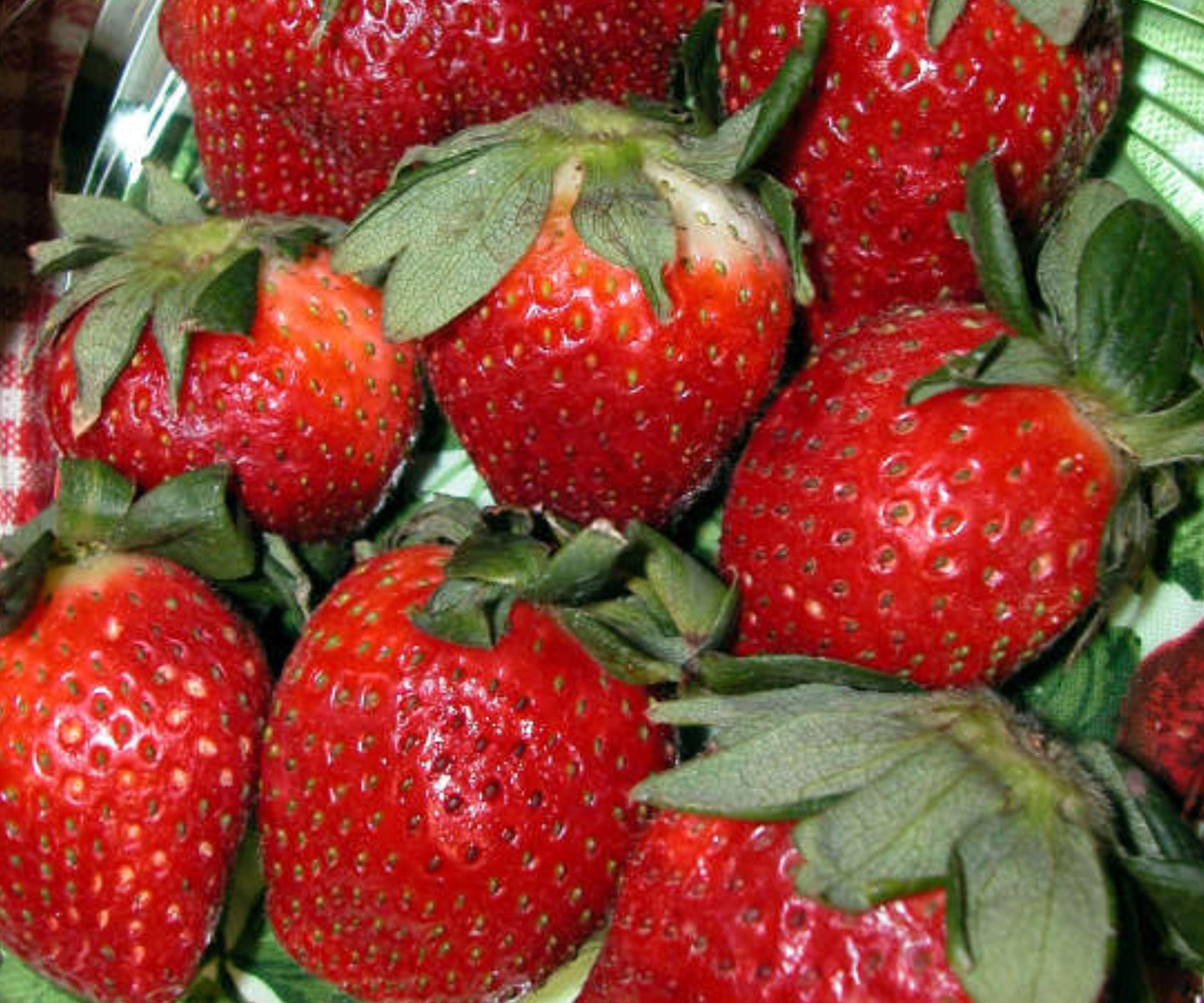 Ft. Laramie Strawberry Everbearer Bare Root Plants – Cold Hardy, Juicy, Multi-Harvest, Edible Perennial, Fragaria
