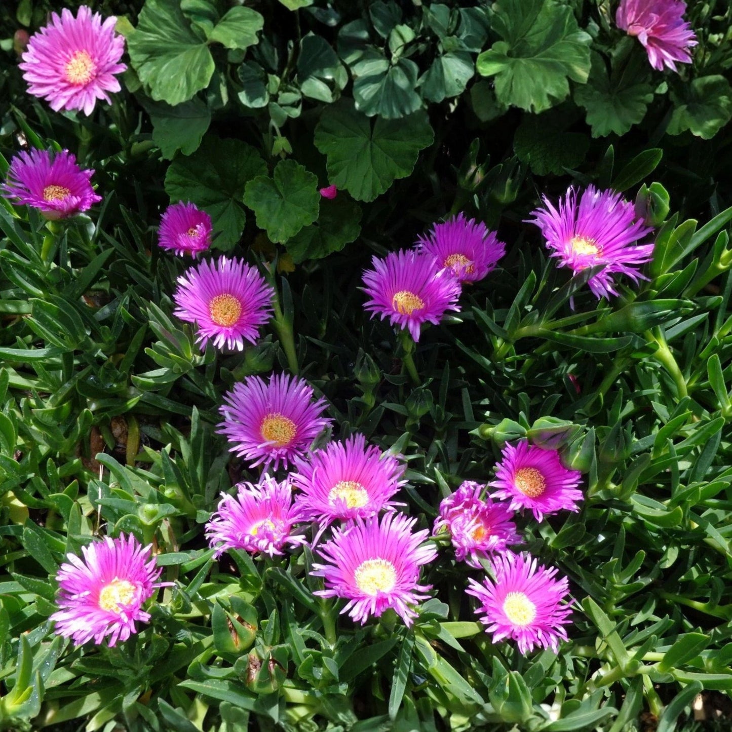 Delosperma Ice Plant Unrooted Cuttings – Purple Pink Flowering Succulent Ground Cover, 30 Pack