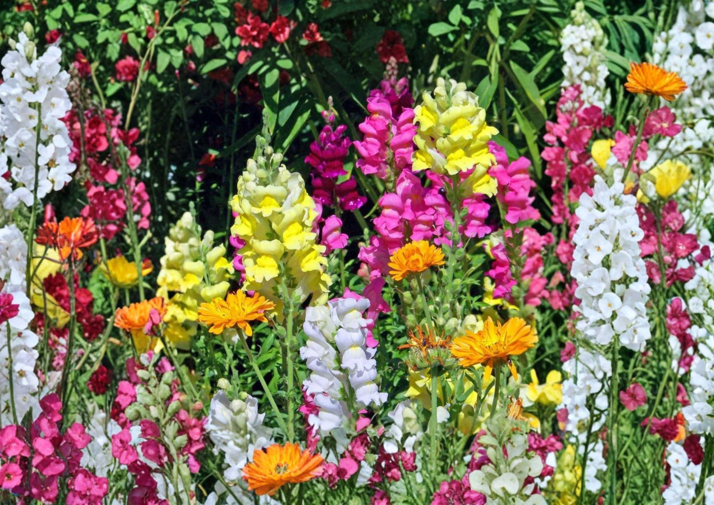3000+ Snapdragon Tall Mix Seeds, Colorful Antirrhinum Flower Seeds for Garden, Borders, Cut Flowers, Perennial Planting