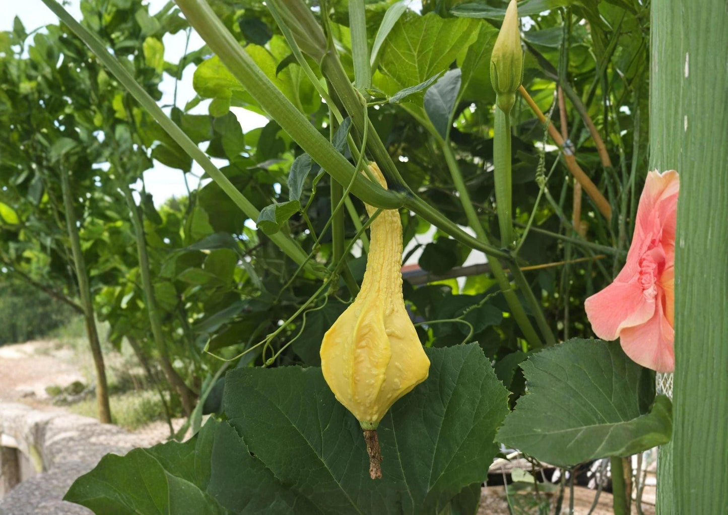 Dinosaur Gourd Seeds, Cavemans Club, Maranka Squash, Heirloom Ornamental Gourds, Long Club Shape, Rare Garden Planting