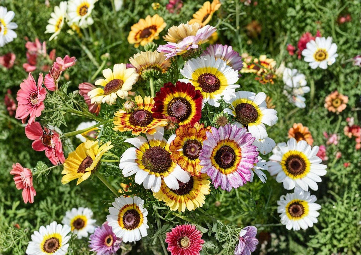 Painted Daisy Mix Seeds | Bright Colorful Large Blooms | Chrysanthemum Carinatum Garden Flowers for Cutting & Borders