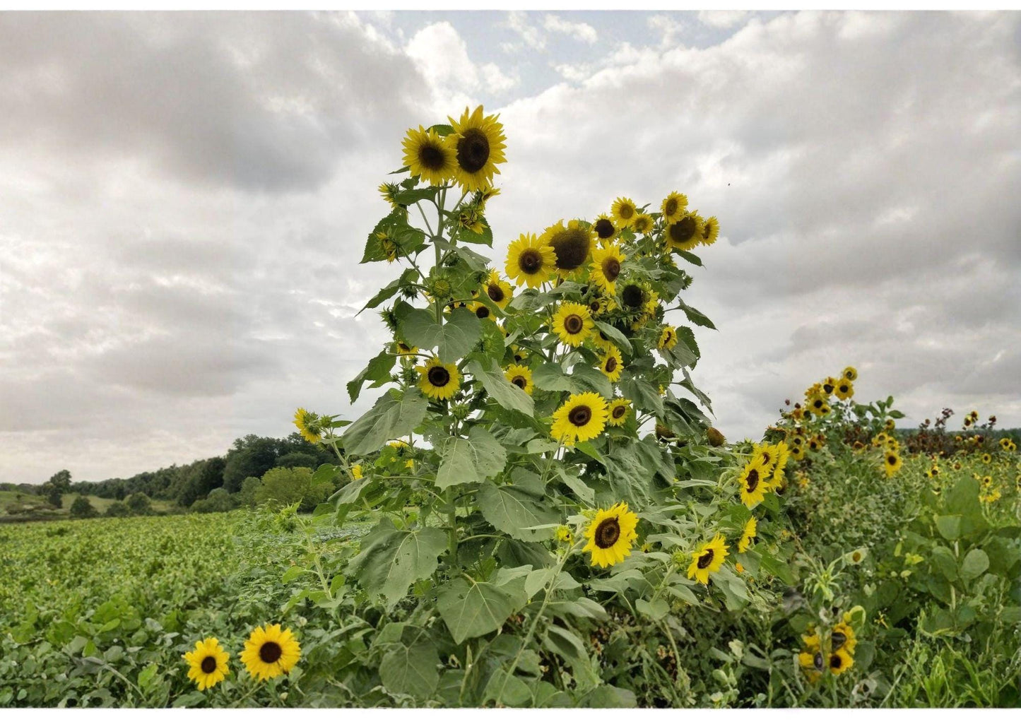 Lemon Queen Sunflower Seeds 50+ Pack | Large Pale Yellow Blooms | Pollinator Friendly Garden Planting Seeds