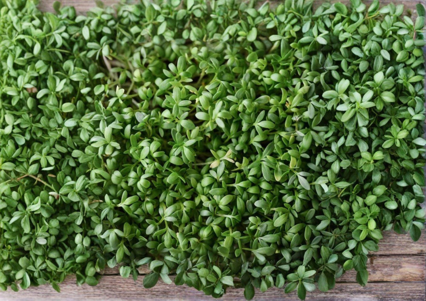 Pepper Cress Seeds, Microgreens & Salad Herb, Lepidium sativum, Non-GMO, Fast-Growing Heirloom Seed Pack