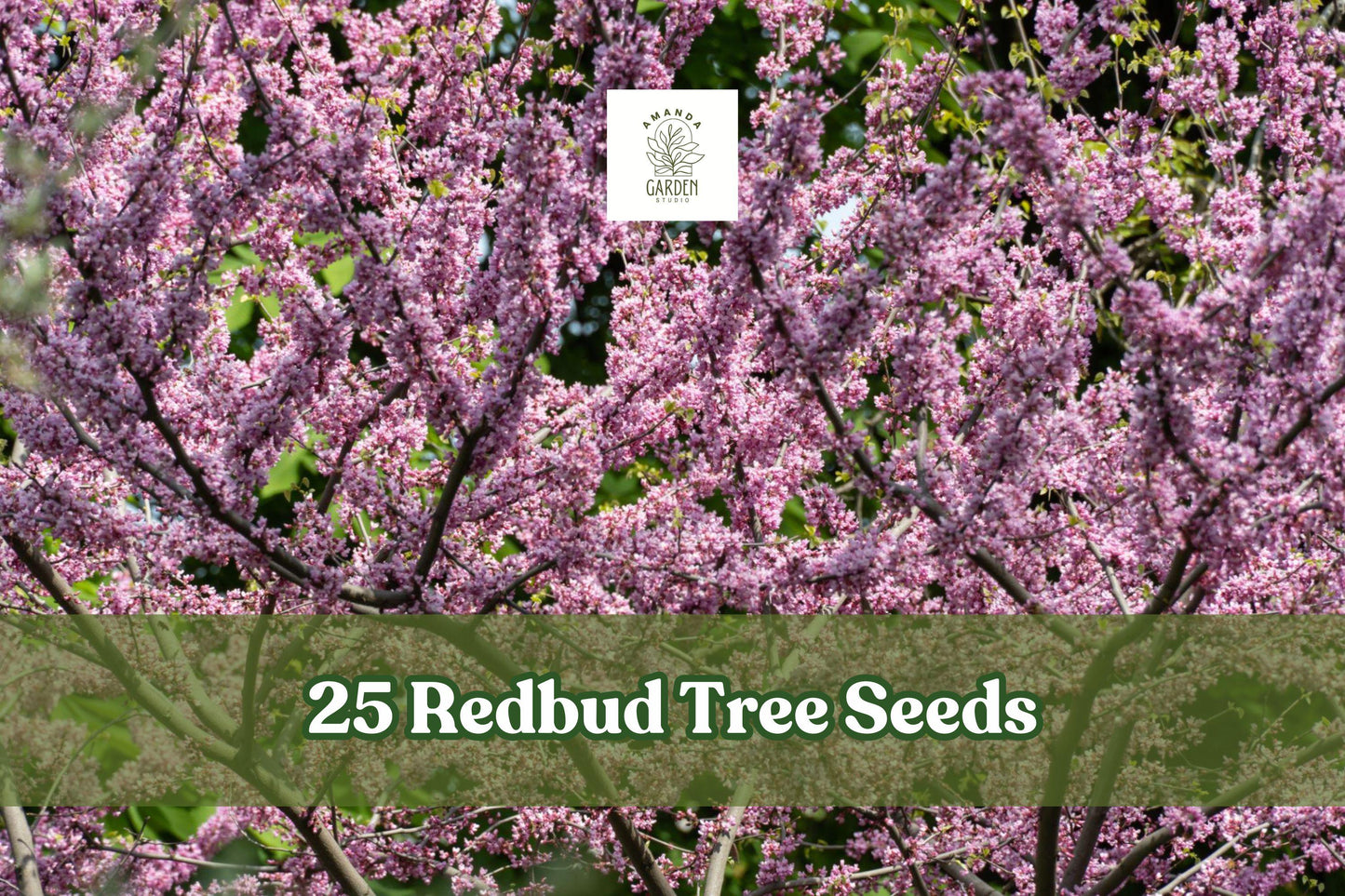 Redbud Tree Seeds, Cercis canadensis, Pink Bloom, Ornamental Deciduous Tree, Garden, Landscaping, 25 Seeds