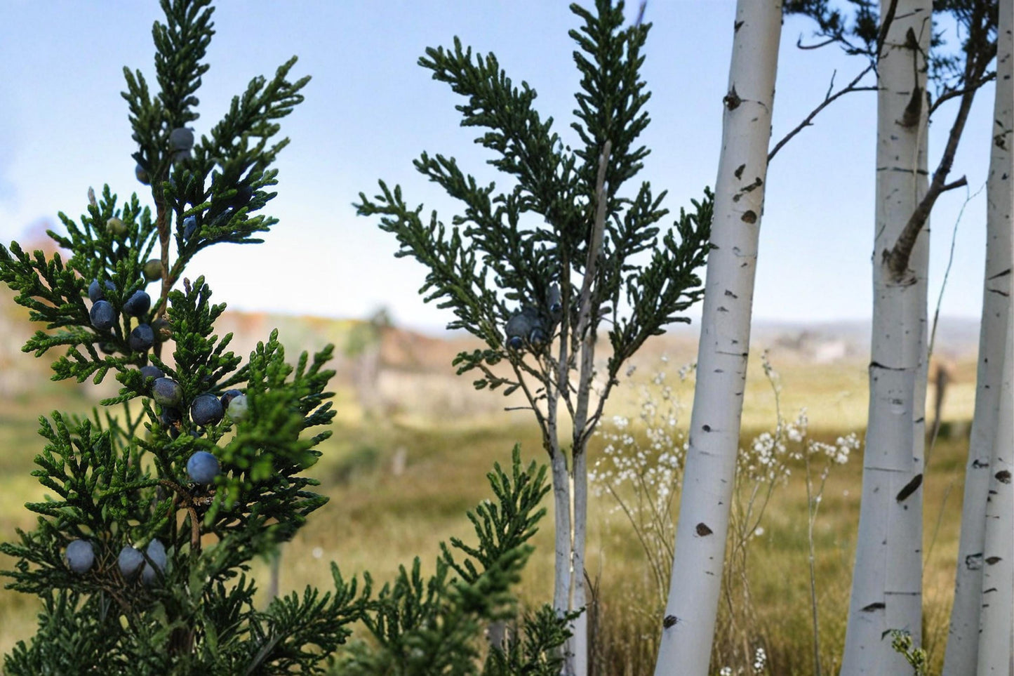 Eastern Red Cedar Seeds – Juniperus virginiana Evergreen Conifer with Blue Berry Cones, Drought Tolerant, Landscape Tree, 25 Seeds