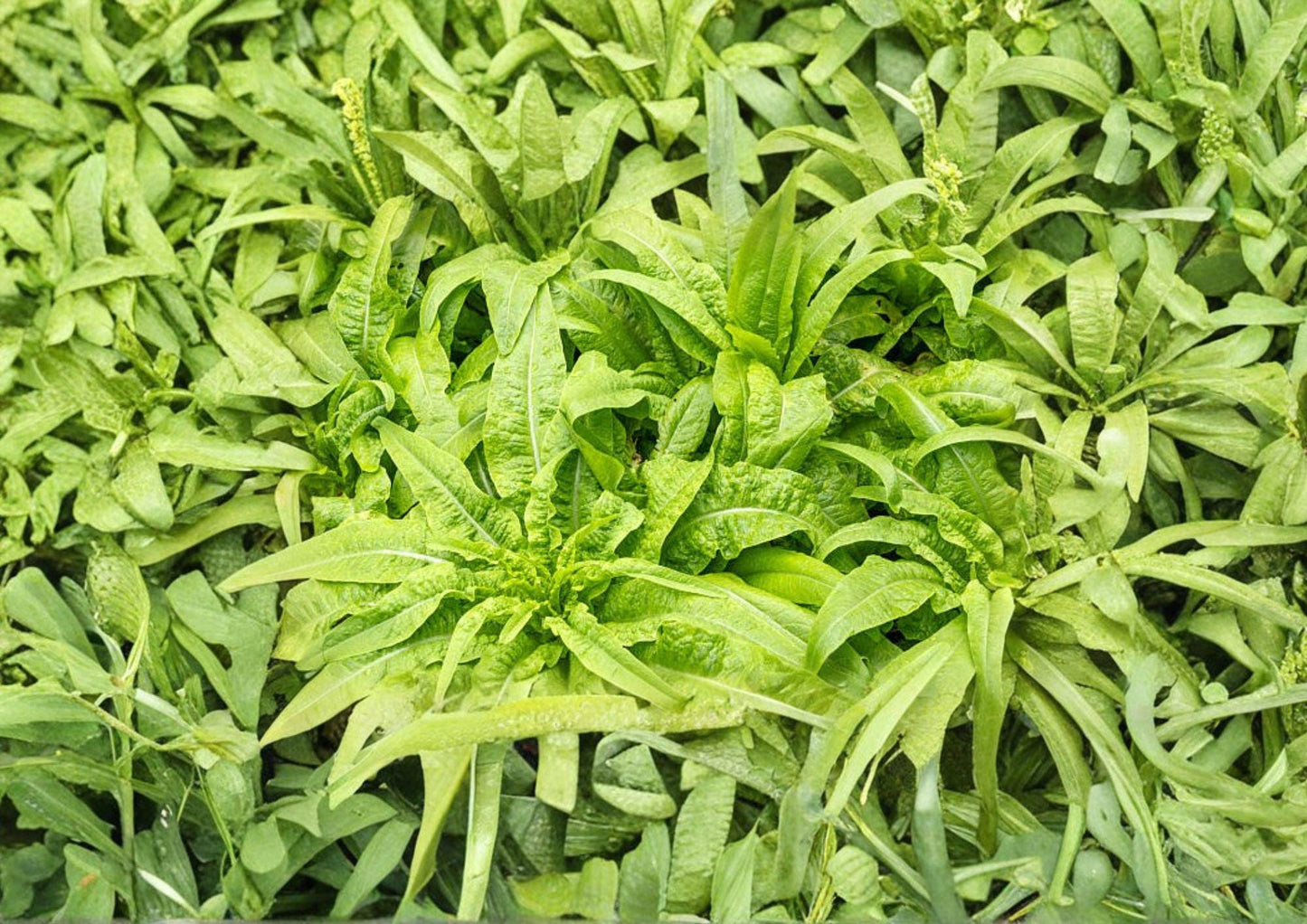 200 Celtuce Seeds - Asparagus Lettuce Taiwan Sword Leaf Heirloom Non-GMO Lactuca Sativa Stem Lettuce Garden Planting Seeds