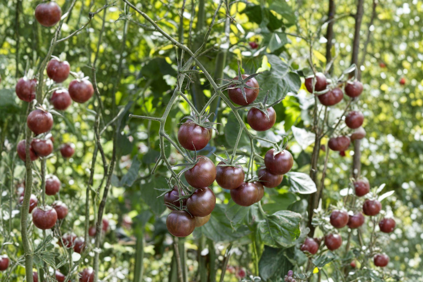 Brown Berry Heirloom Cherry Tomato Seeds – Rare Indeterminate, Sweet Rich Flavor, High Yield, Non-GMO, 30+ Seeds