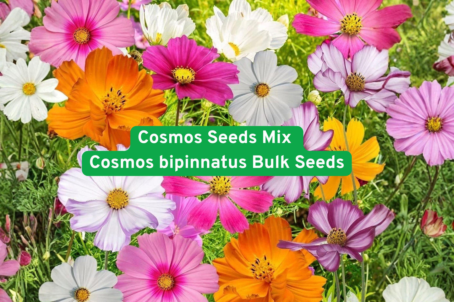 cosmos seeds mix, wildflower garden seeds, colorful flower seeds, pollinator attracting seeds, annual flower seeds, large bulk flower seeds, easy grow cosmos, cottage garden flowers, meadow landscaping seeds, bee friendly seeds, vibrant flower seeds, summer fall blooms, wildflower meadow seeds