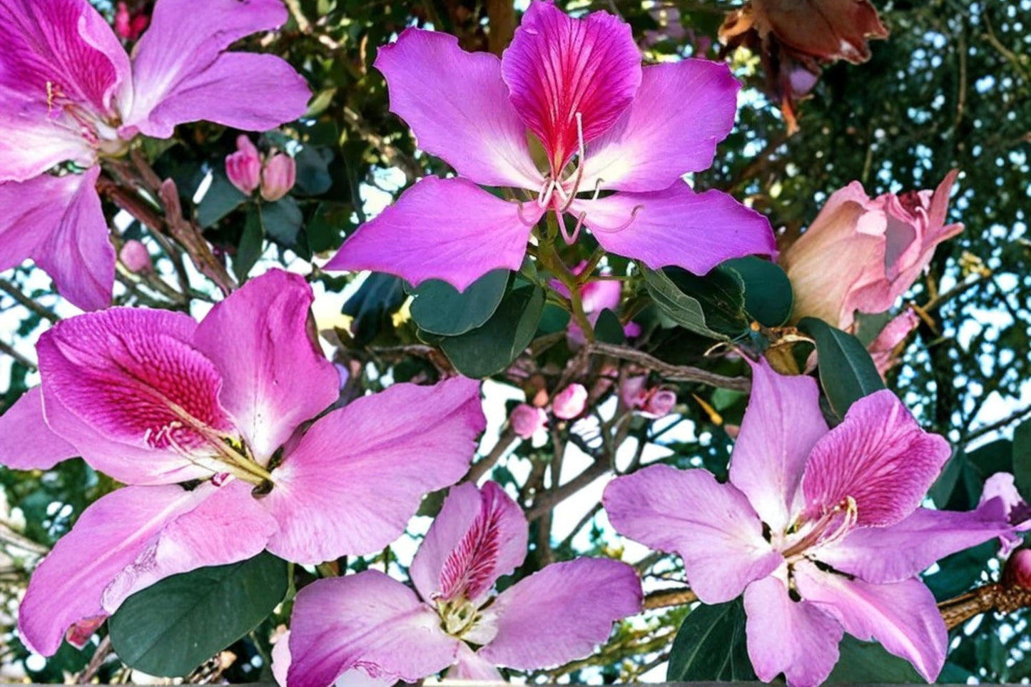Purple Orchid Tree Seeds – Bauhinia purpurea, Deciduous Ornamental Tree with Large Purple Flowers