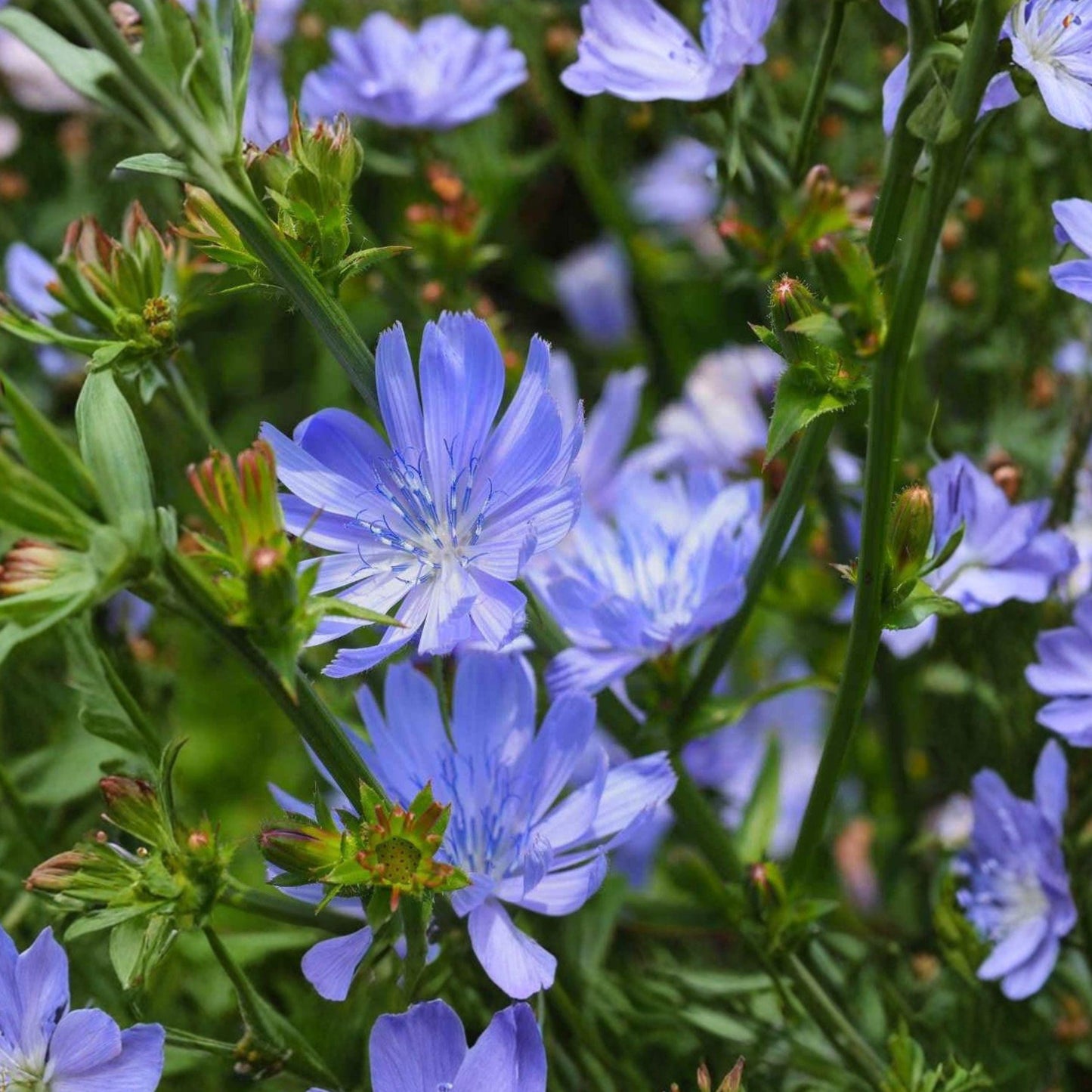 Blue Chicory Seeds – Perennial Wildflower, Pollinator Plant, Cichorium intybus, Meadow Flower, 100 Seeds
