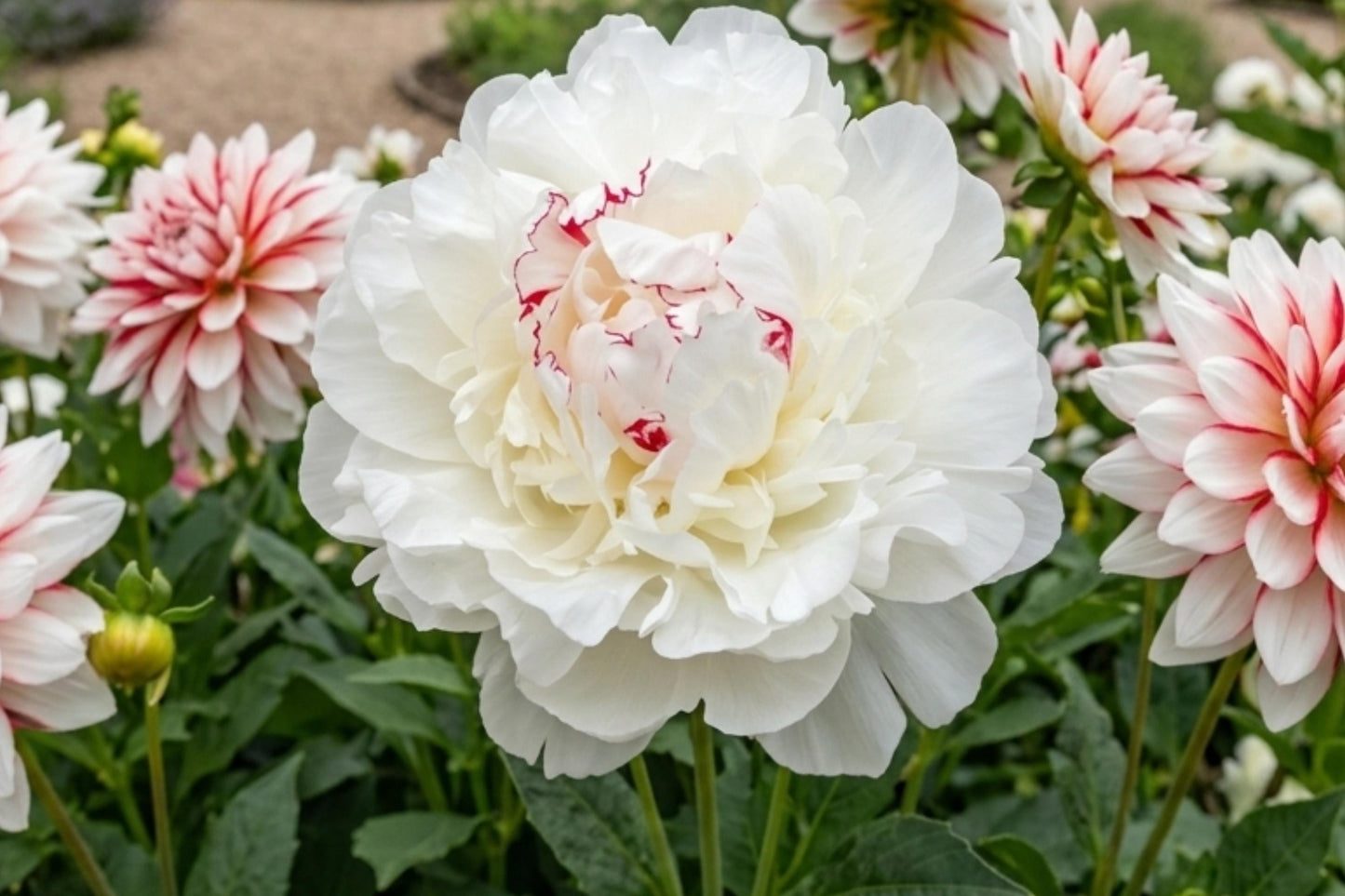 Double Peony Bare Root Plant - Festiva Maxima White Flower - Live Perennial for Garden, Cut Flowers, Pollinator Attractant