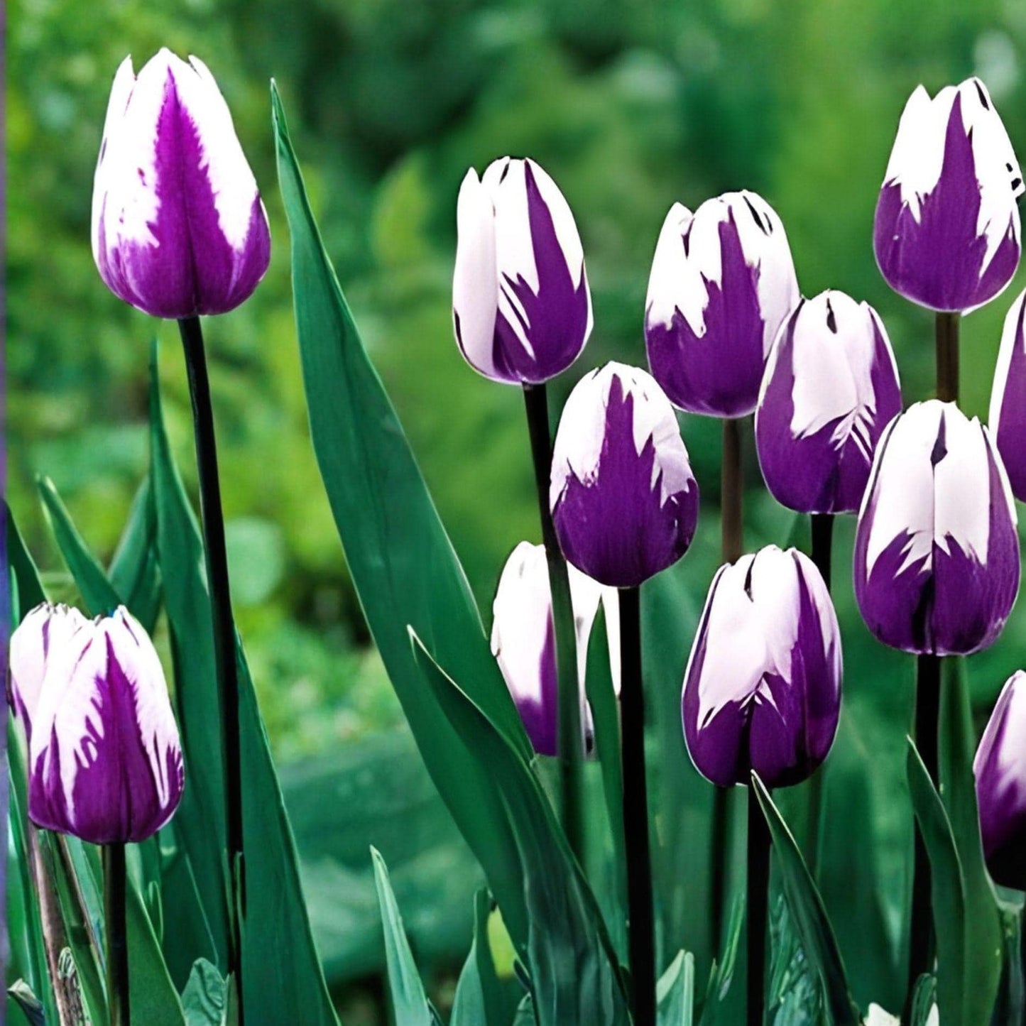 Flaming Flag Tulip Bulbs – Purple White Spring Blooming Garden Flowers – Tulipa gesneriana