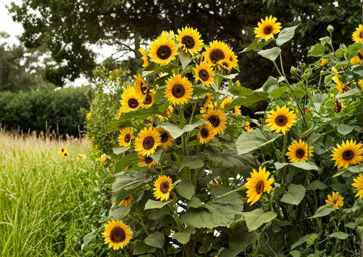 Black Oil Sunflower Seeds Heirloom Non-GMO for Bird Feed, Oil, Pollinators, Garden Planting