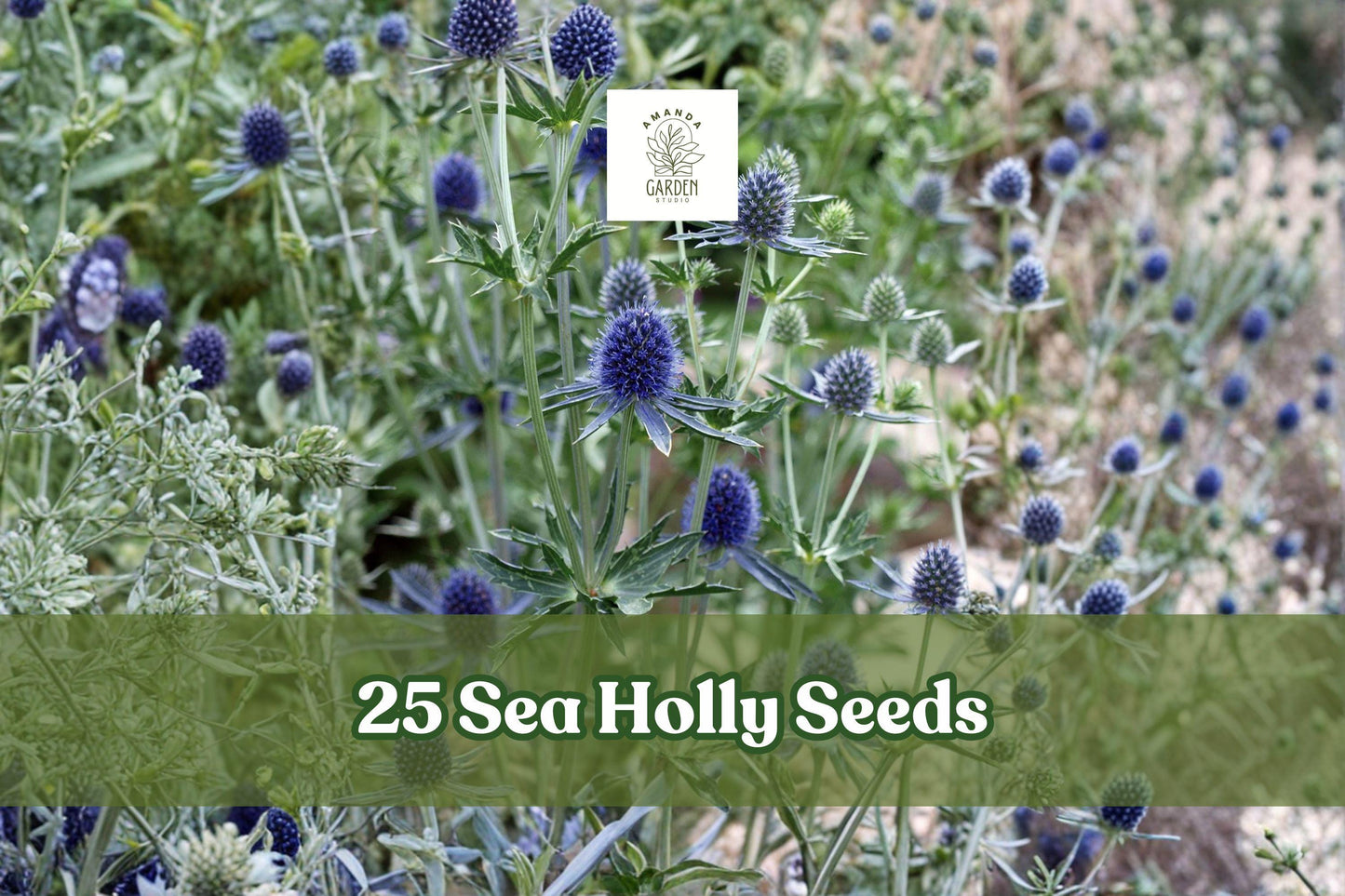 25 Sea Holly Seeds Eryngium Blue Star Flower Perennial Garden Plant for Borders & Dried Arrangements