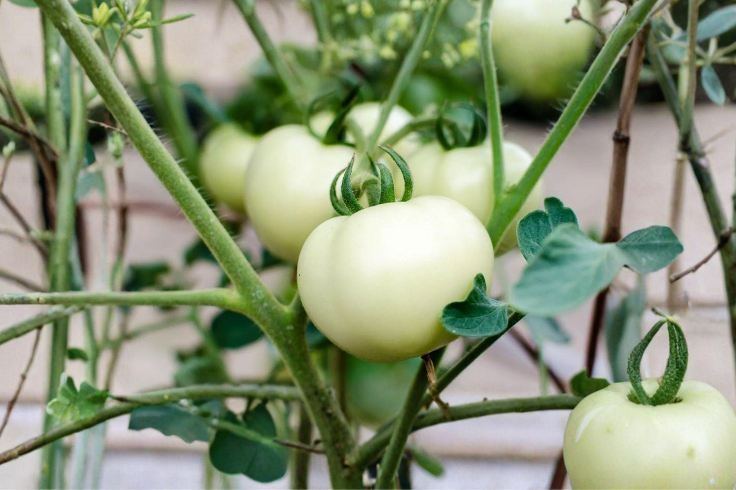 White Heirloom Tomato Seeds – Rare Pale Yellow Beefsteak, Large Fruits, Indeterminate, Non-GMO, Gourmet Salad, 30+ Seeds