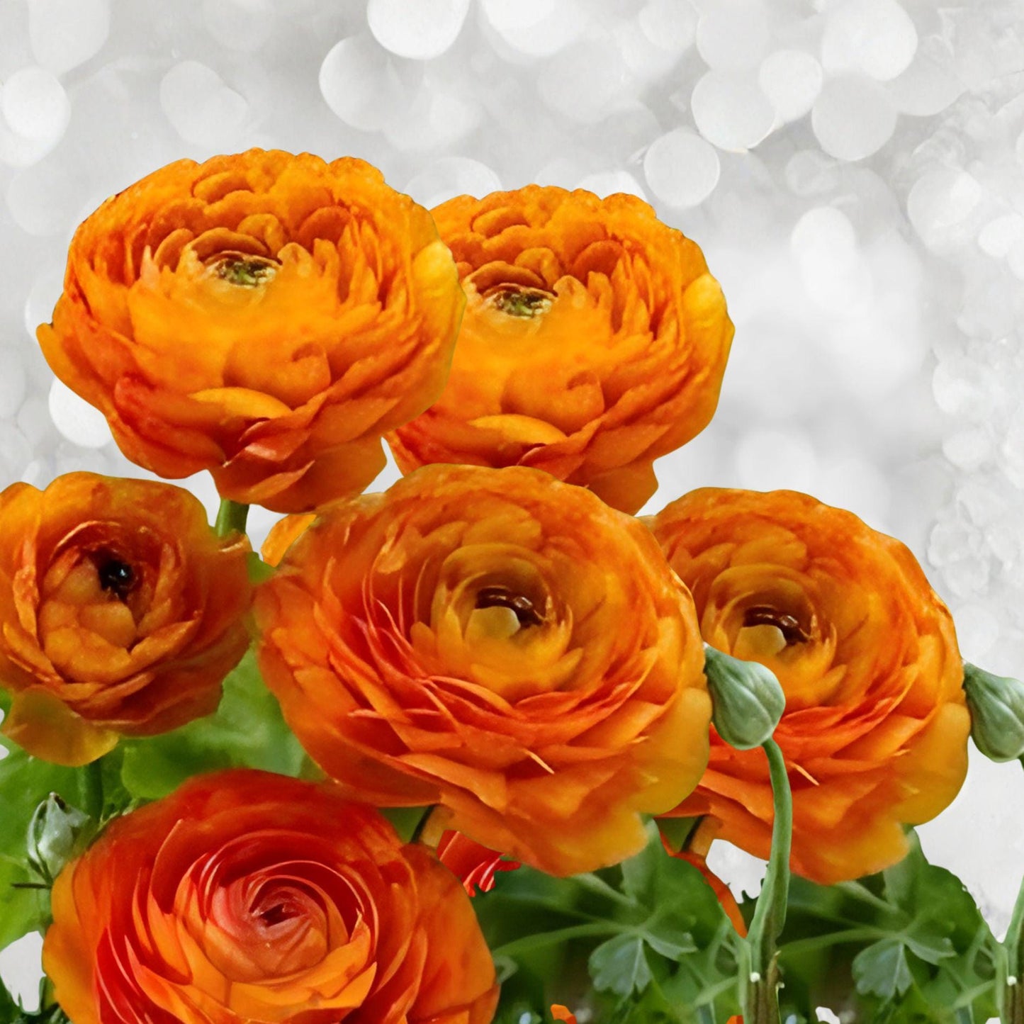 Orange Ranunculus Bulbs – 10 Peony-Style Spring Blooming Garden Bulbs for Borders, Containers & Cut Flowers