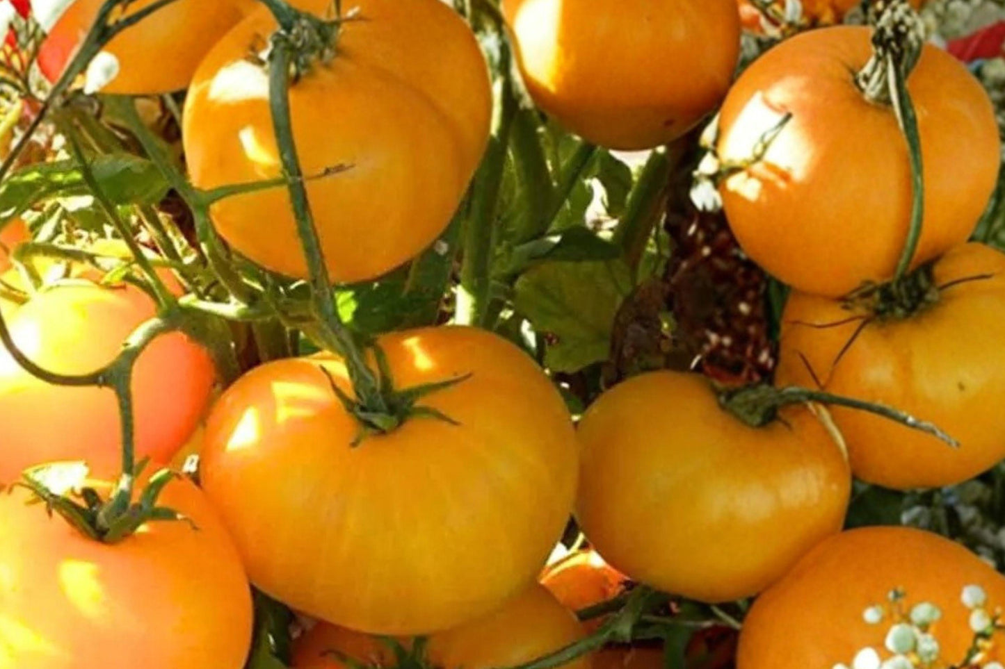 Yellow Brandywine Heirloom Tomato Seeds, Beefsteak, Golden-Yellow, Indeterminate, 30+ Seeds