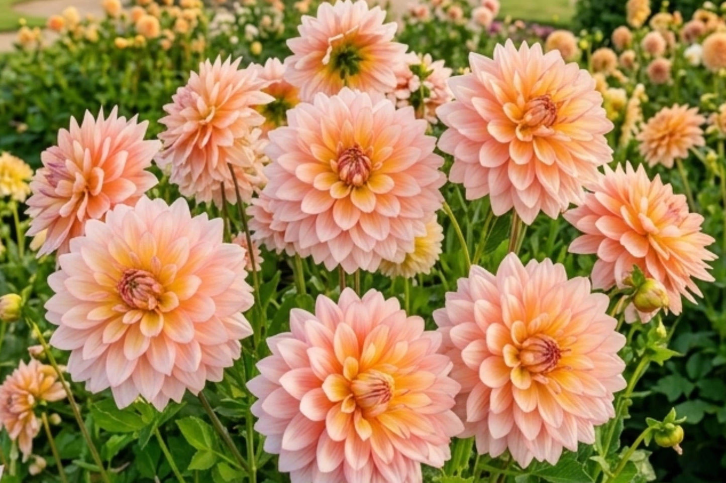 Dinnerplate Dahlia Bulb Clump – Hercules Variety, Colorful Flower Tuber, Large 10-Inch Blooms, Dahlia pinnata