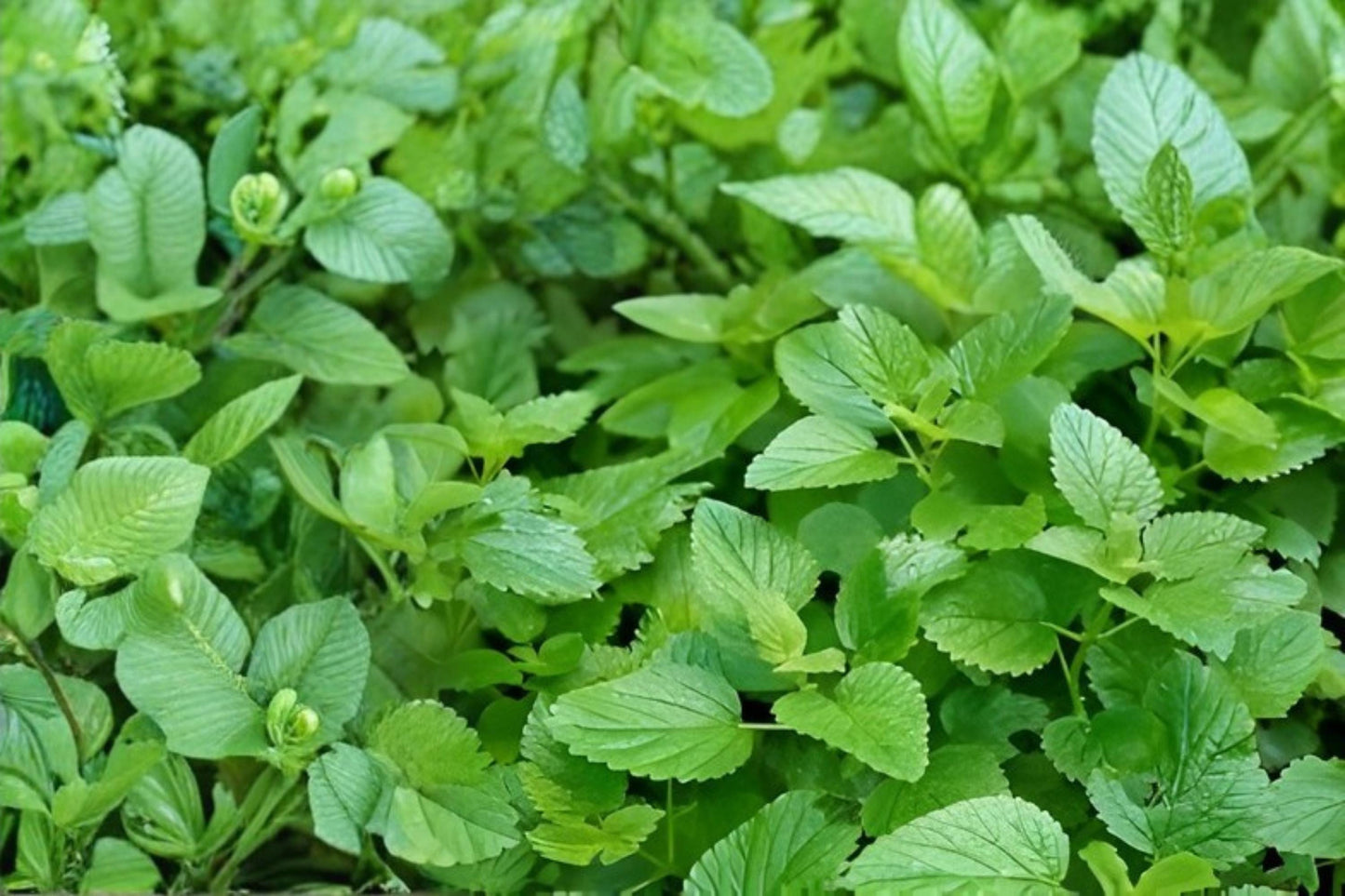 Lemon Balm Seeds (Melissa officinalis) – Fragrant Herb for Tea, Culinary, and Remedies, 100 Seeds