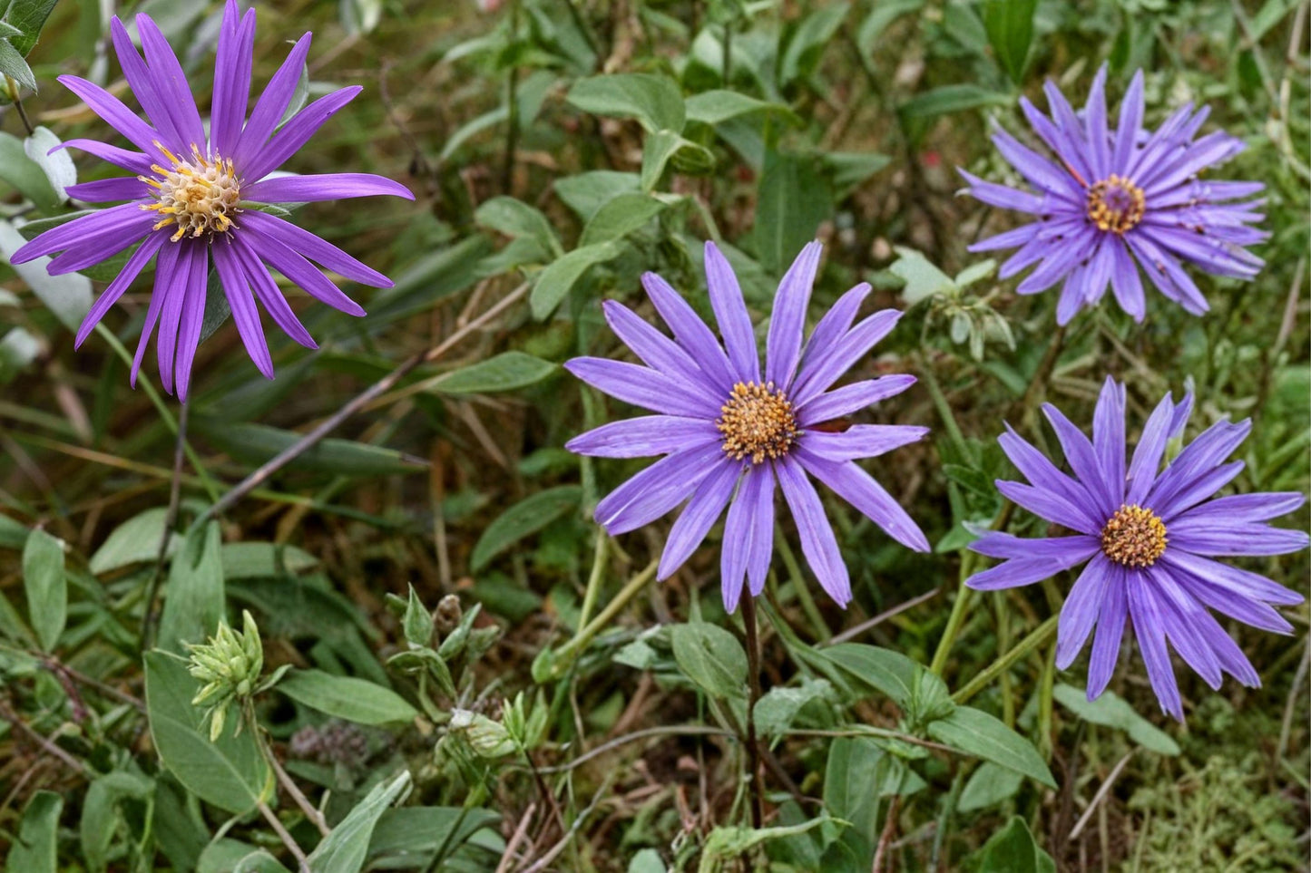Silky Aster Seeds 100 Pack – Symphyotrichum sericeum Native Perennial with Lavender Purple Flowers for Dry Gardens