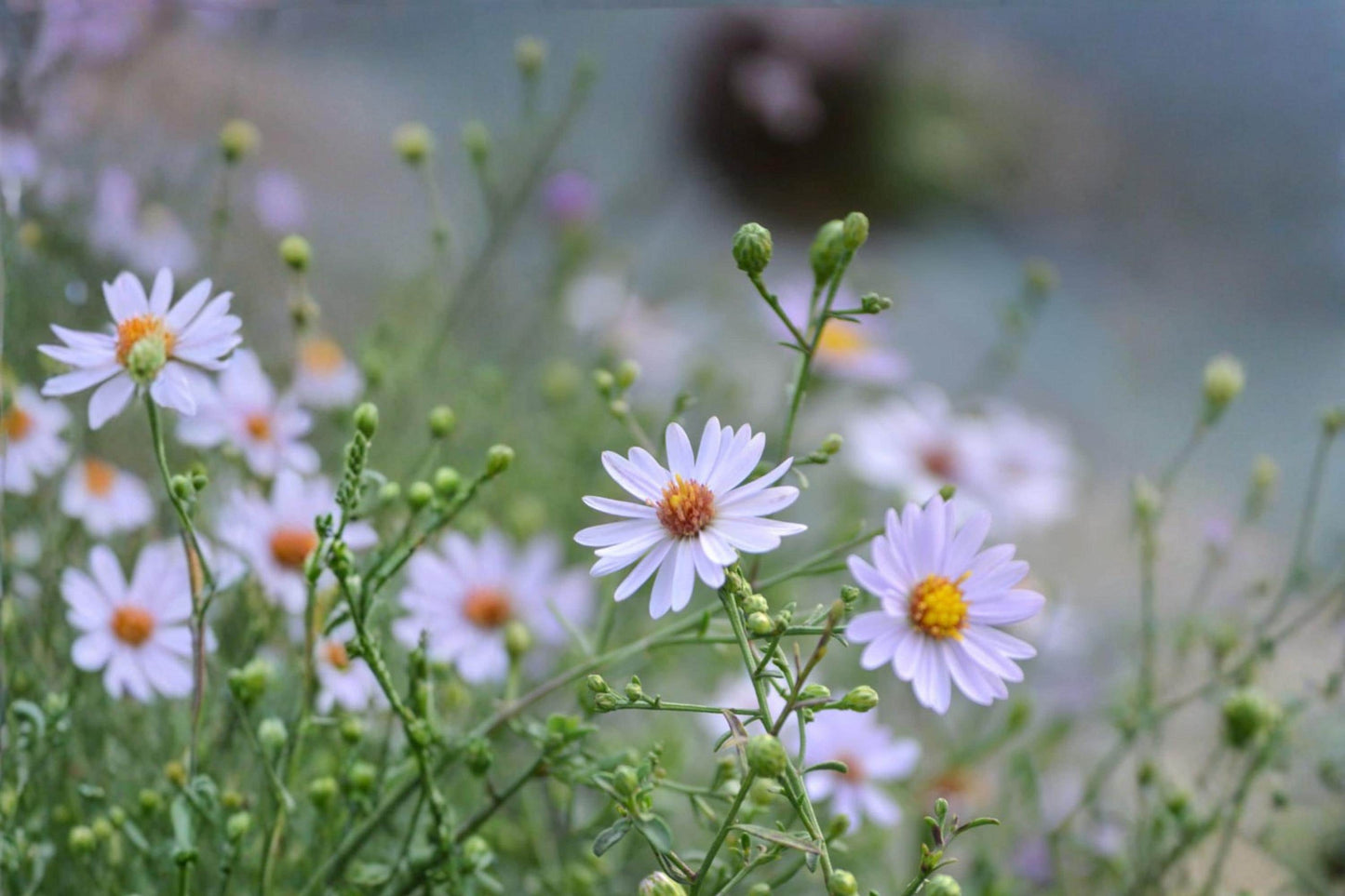 Prairie Aster Seeds 100 Pack – Symphyotrichum turbinellum Native Perennial with Lavender to Purple Flowers